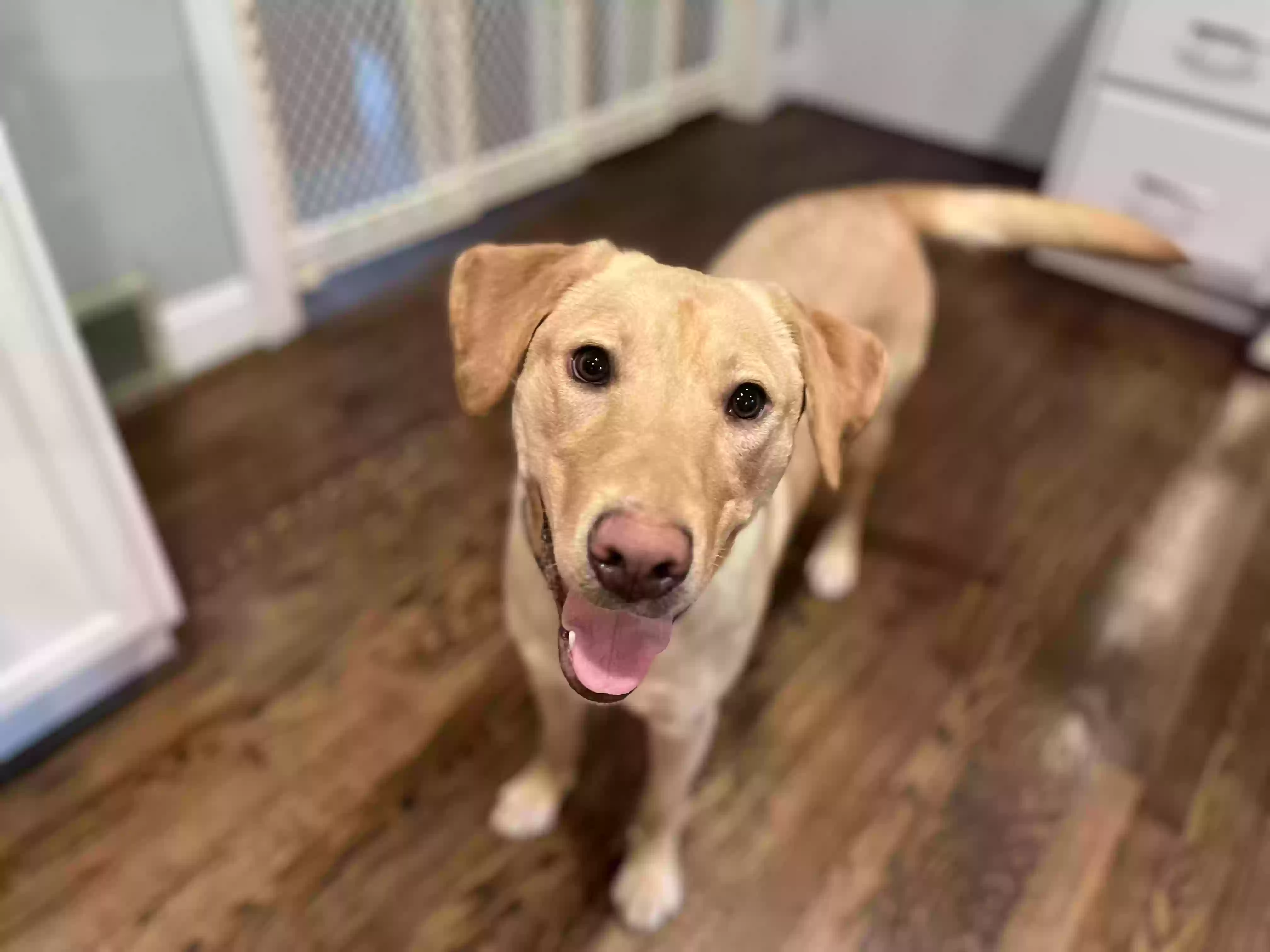 adoptable Dog in Winston Salem,NC named Salem