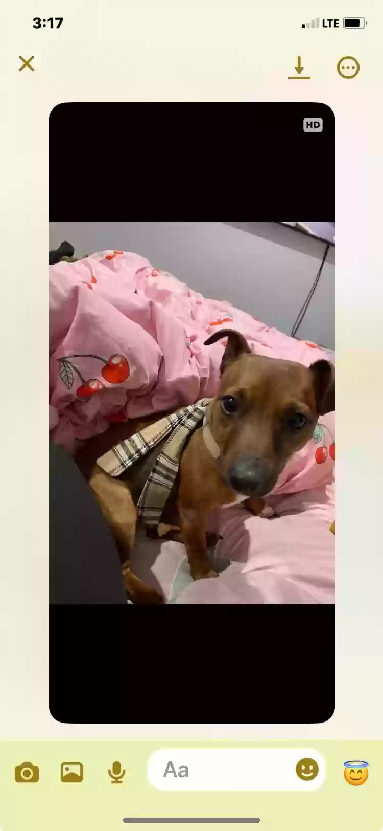 adoptable Dog in Valdosta,GA named Cinnamon