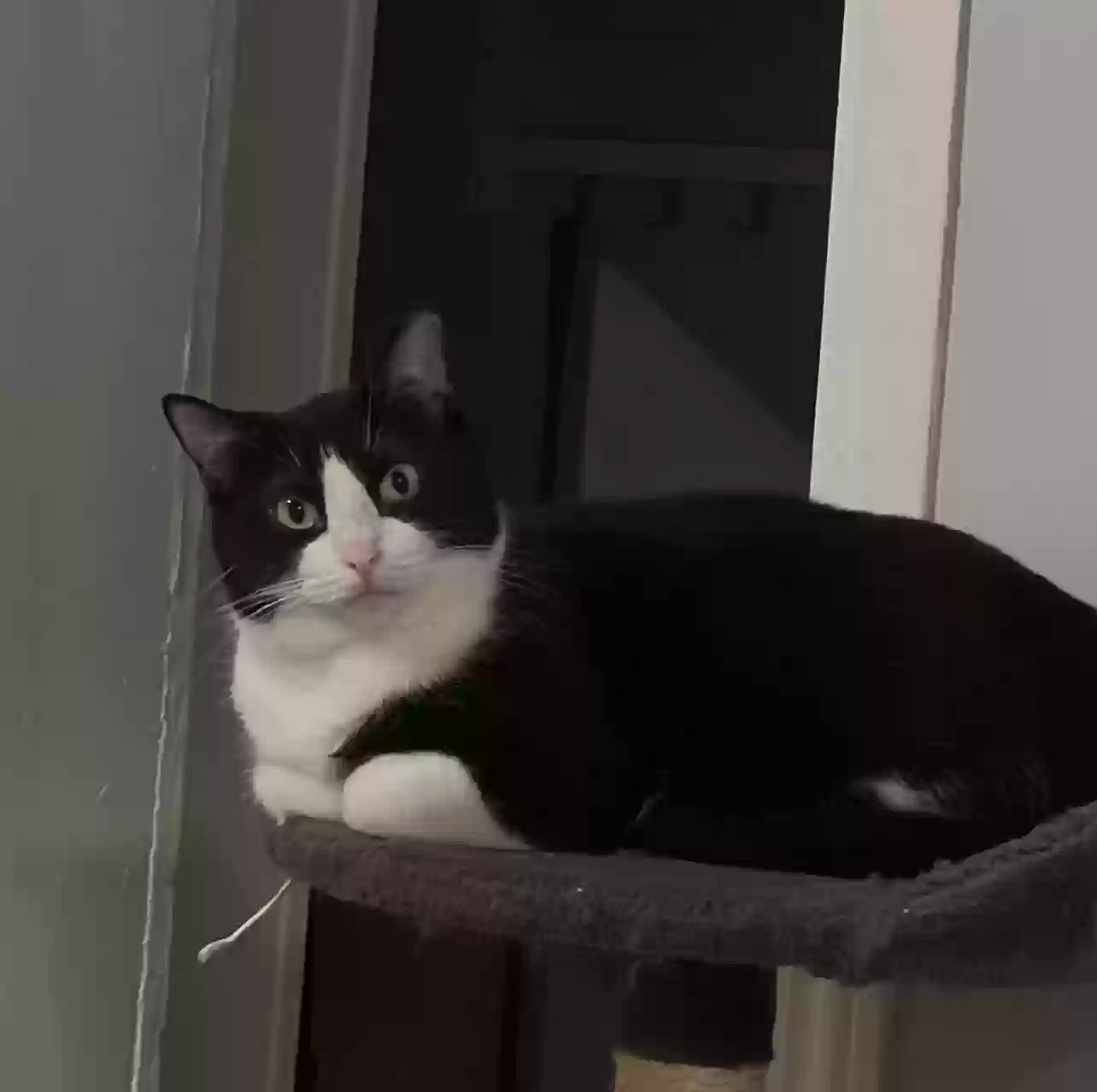 adoptable Cat in Chicago,IL named Bandit