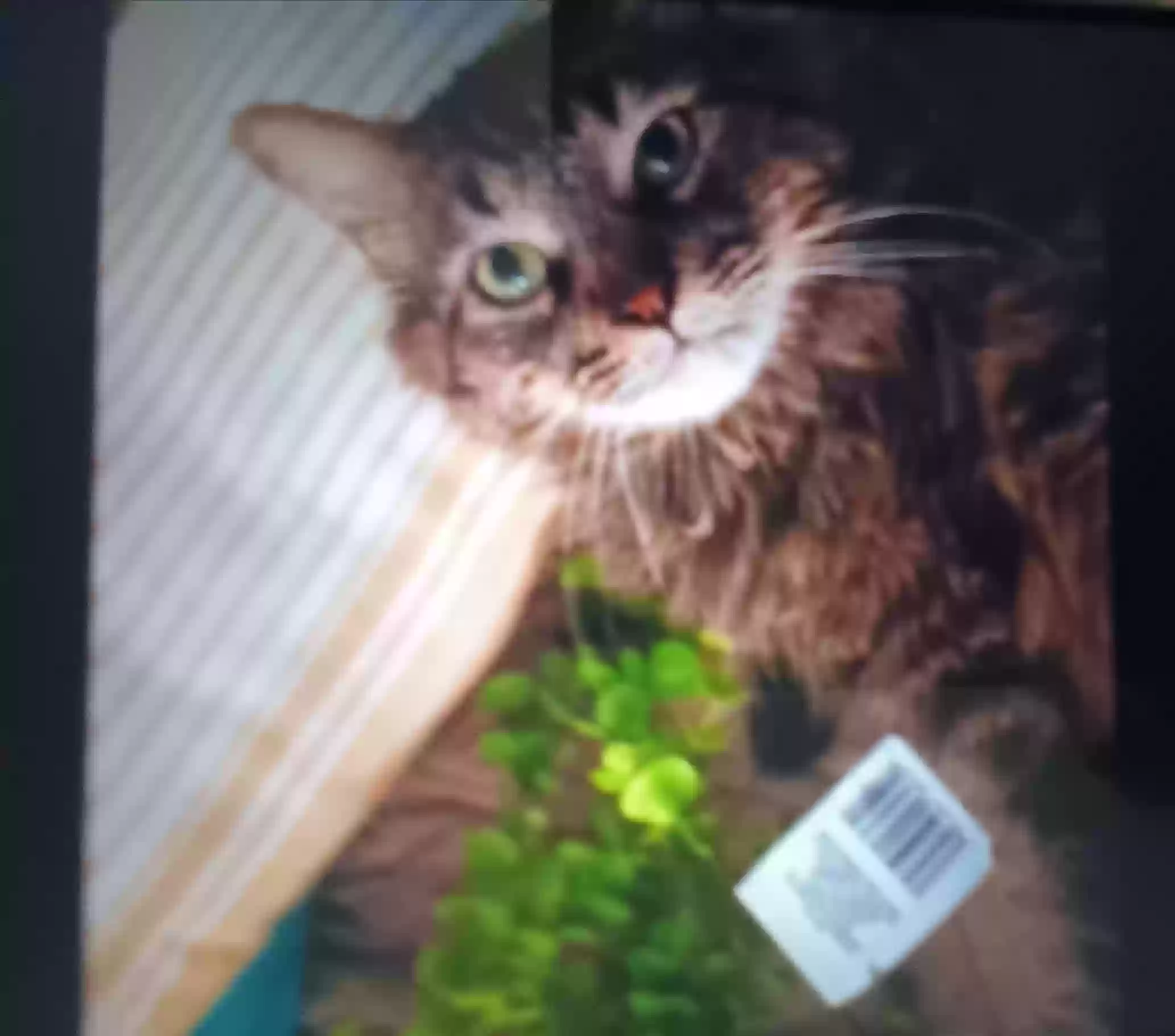 adoptable Cat in Phoenix,AZ named Chester