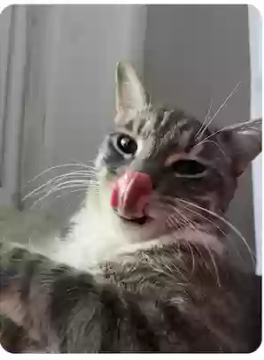 adoptable Cat in Jacksonville,FL named kusa
