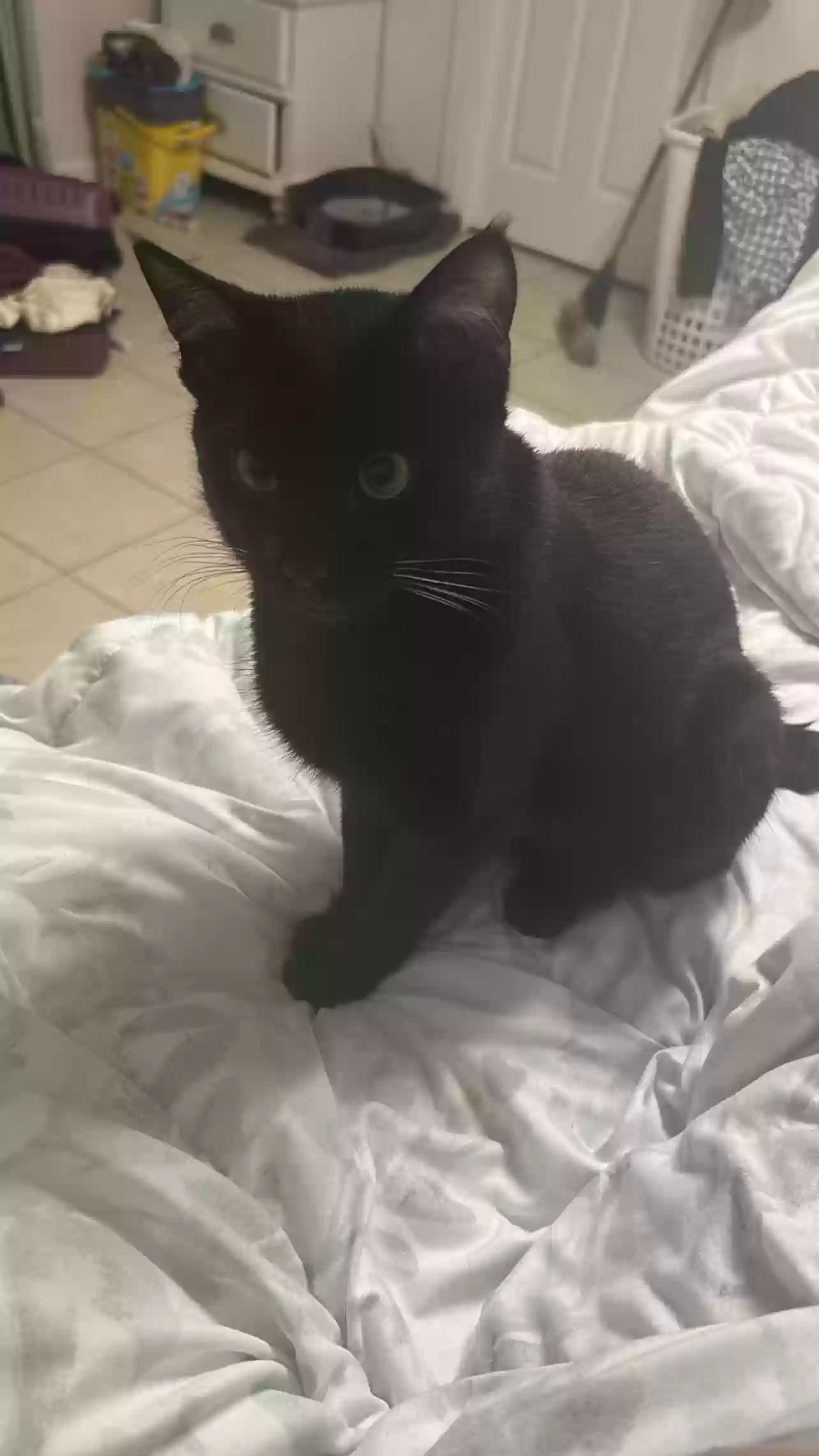 adoptable Cat in Morrow,GA named Salem