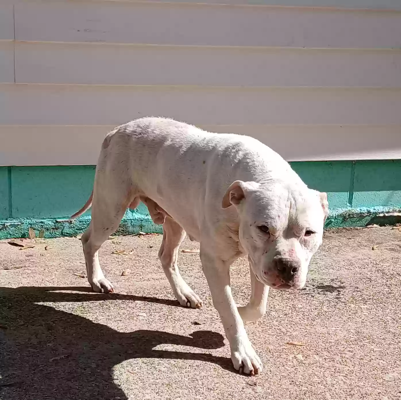 adoptable Dog in Carmi,IL named Apollo