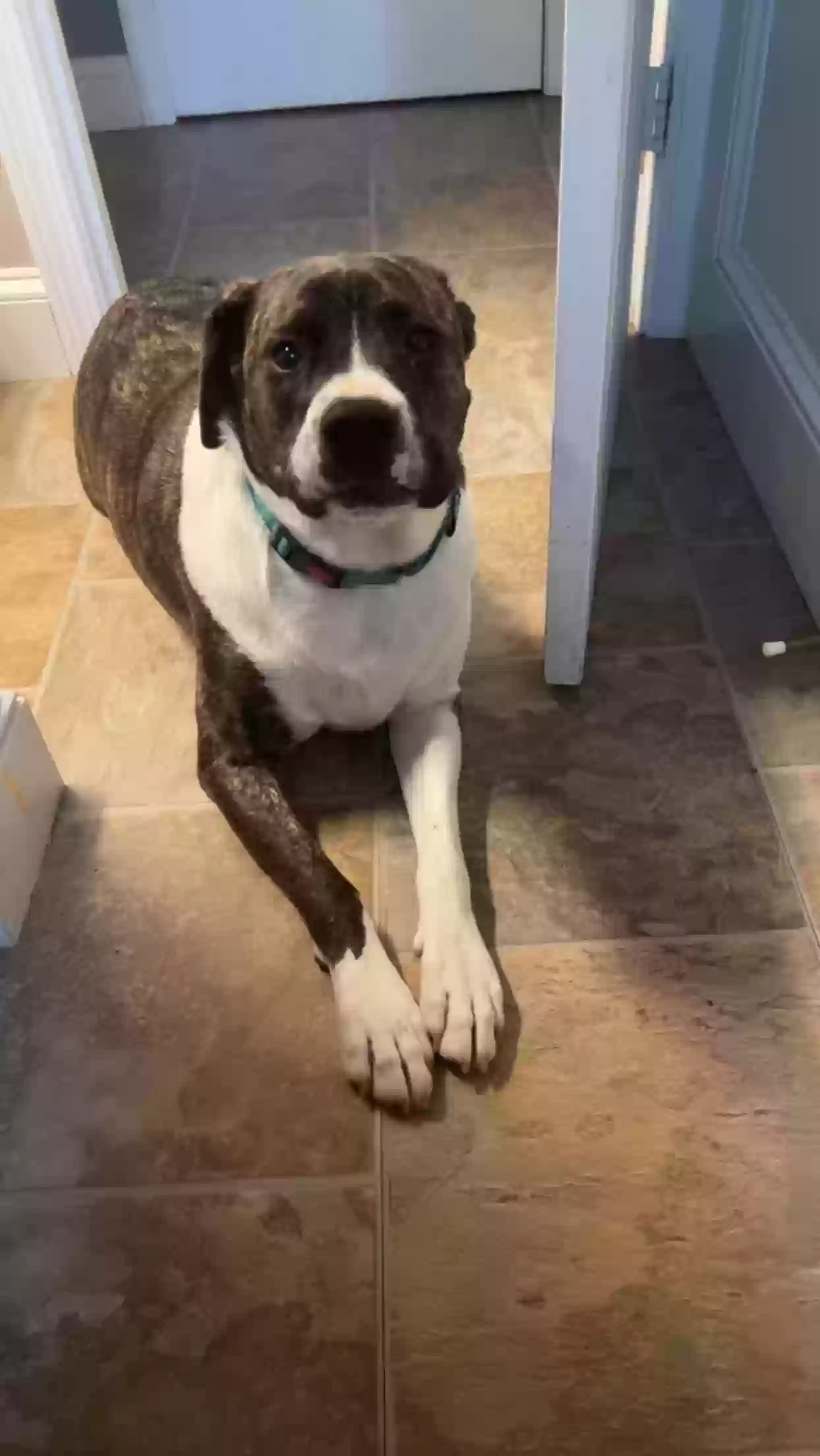 adoptable Dog in Springfield,MA named Sully