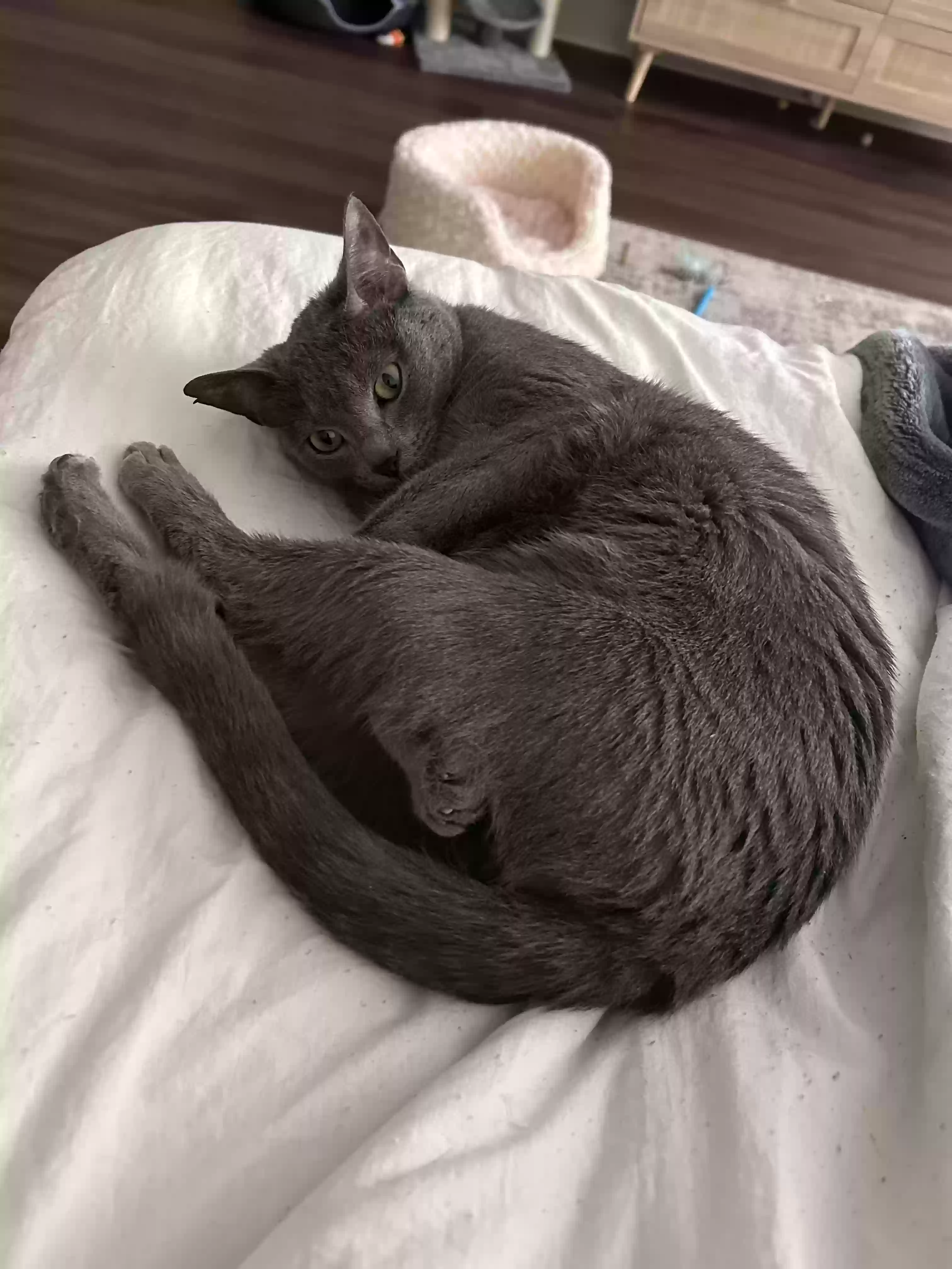 adoptable Cat in Dacula,GA named Nova