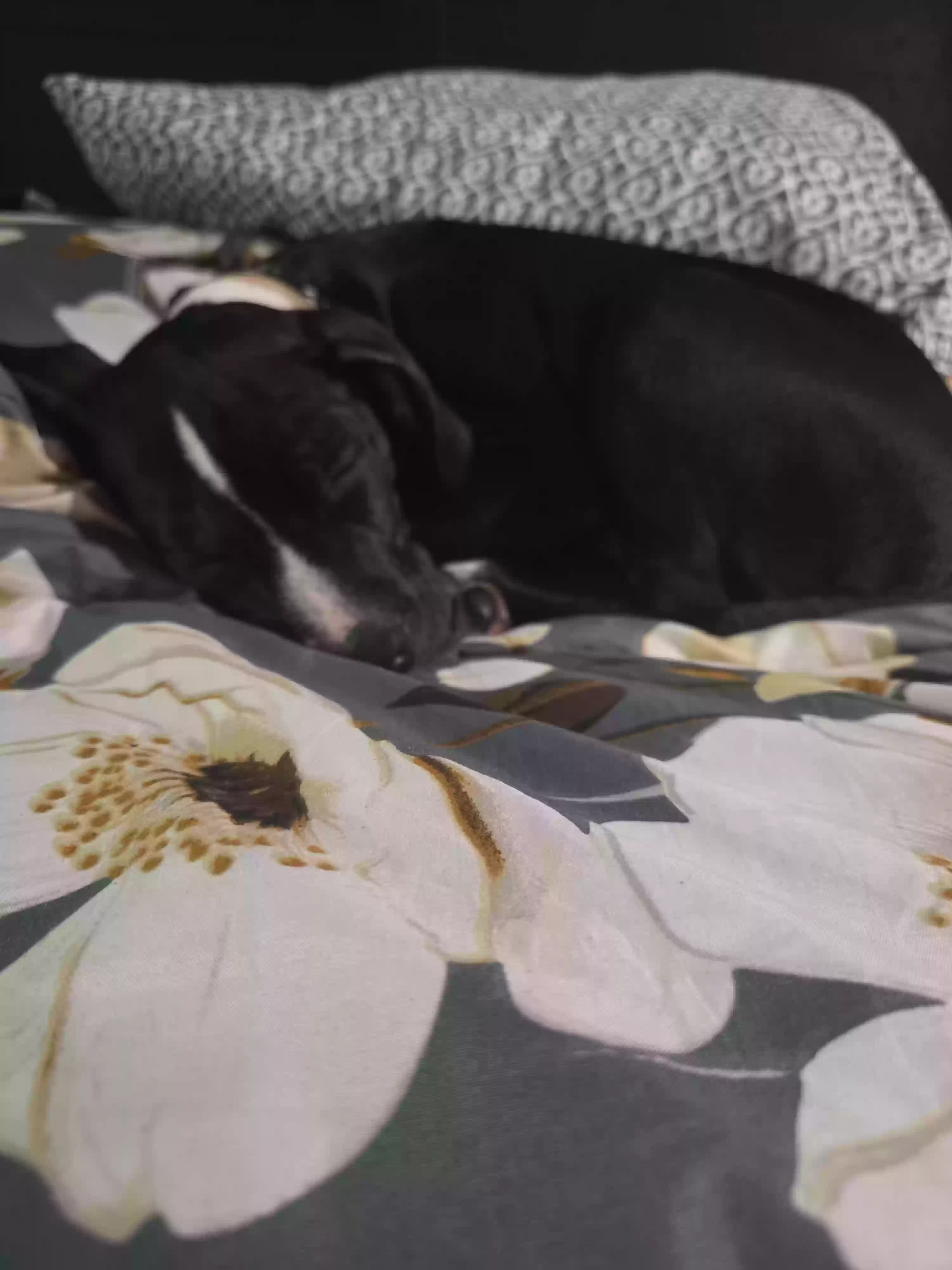 adoptable Dog in Augusta,GA named BABY King