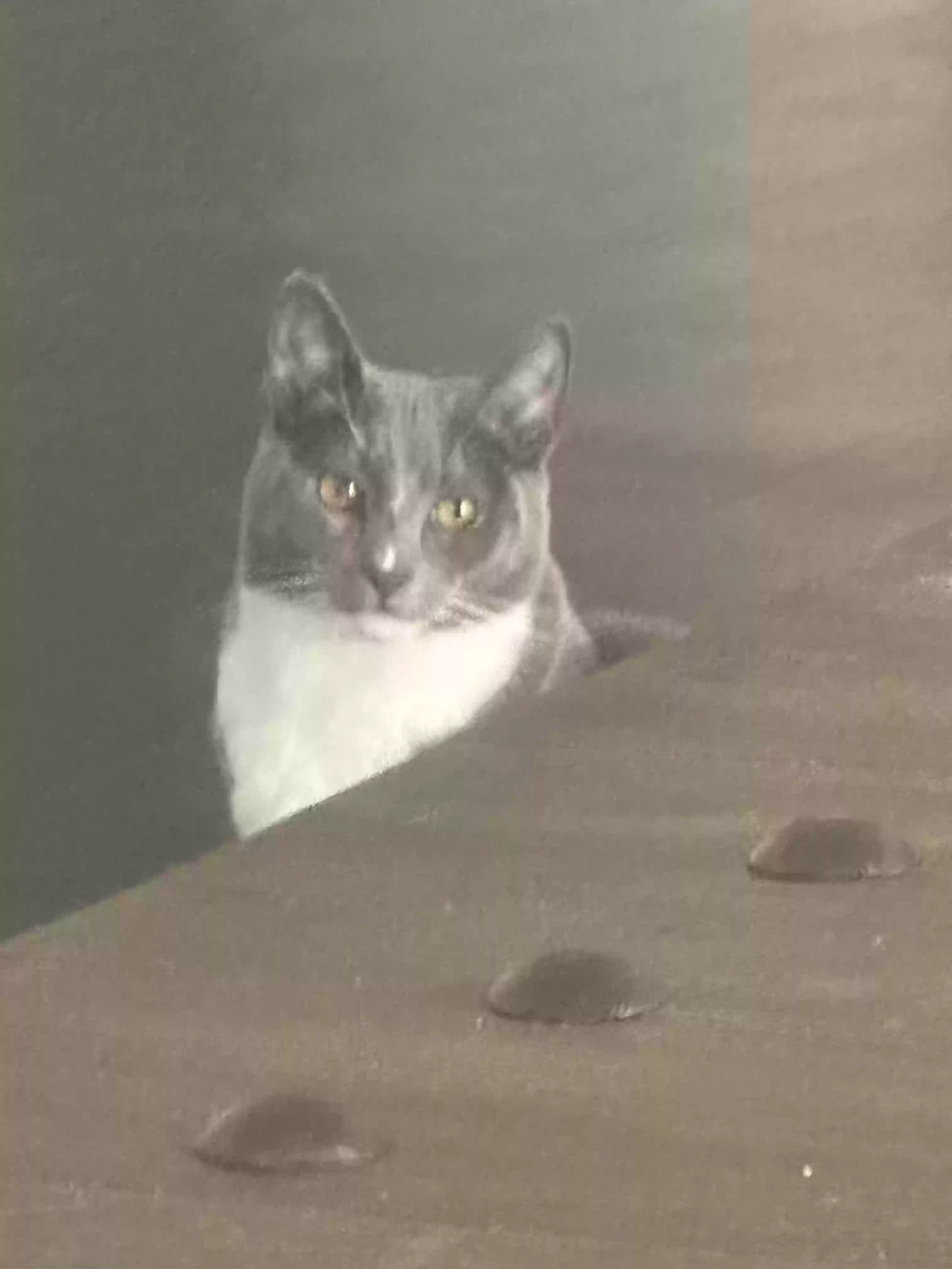 adoptable Cat in Boca Raton,FL named Moonie