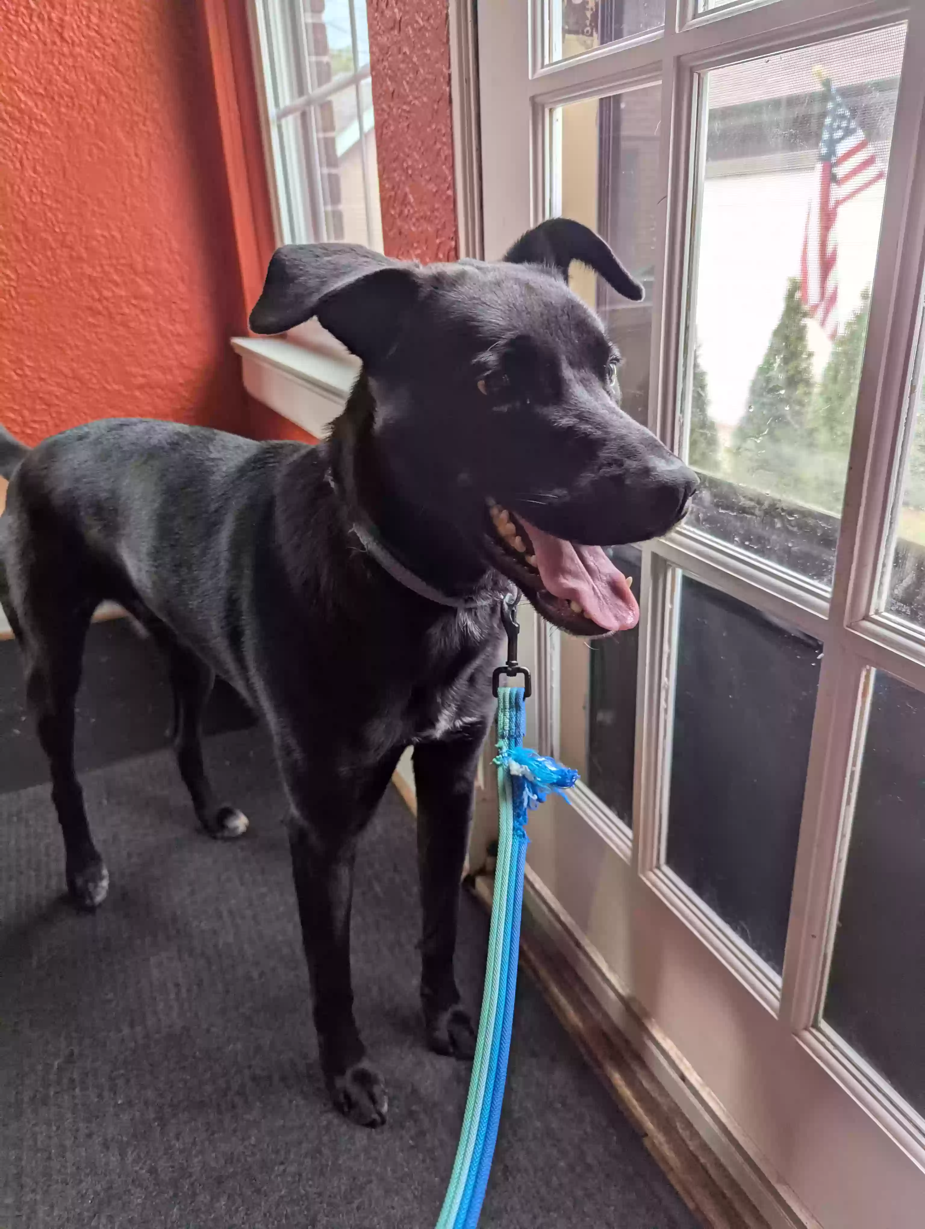 adoptable Dog in Grosse Pointe,MI named Rayven