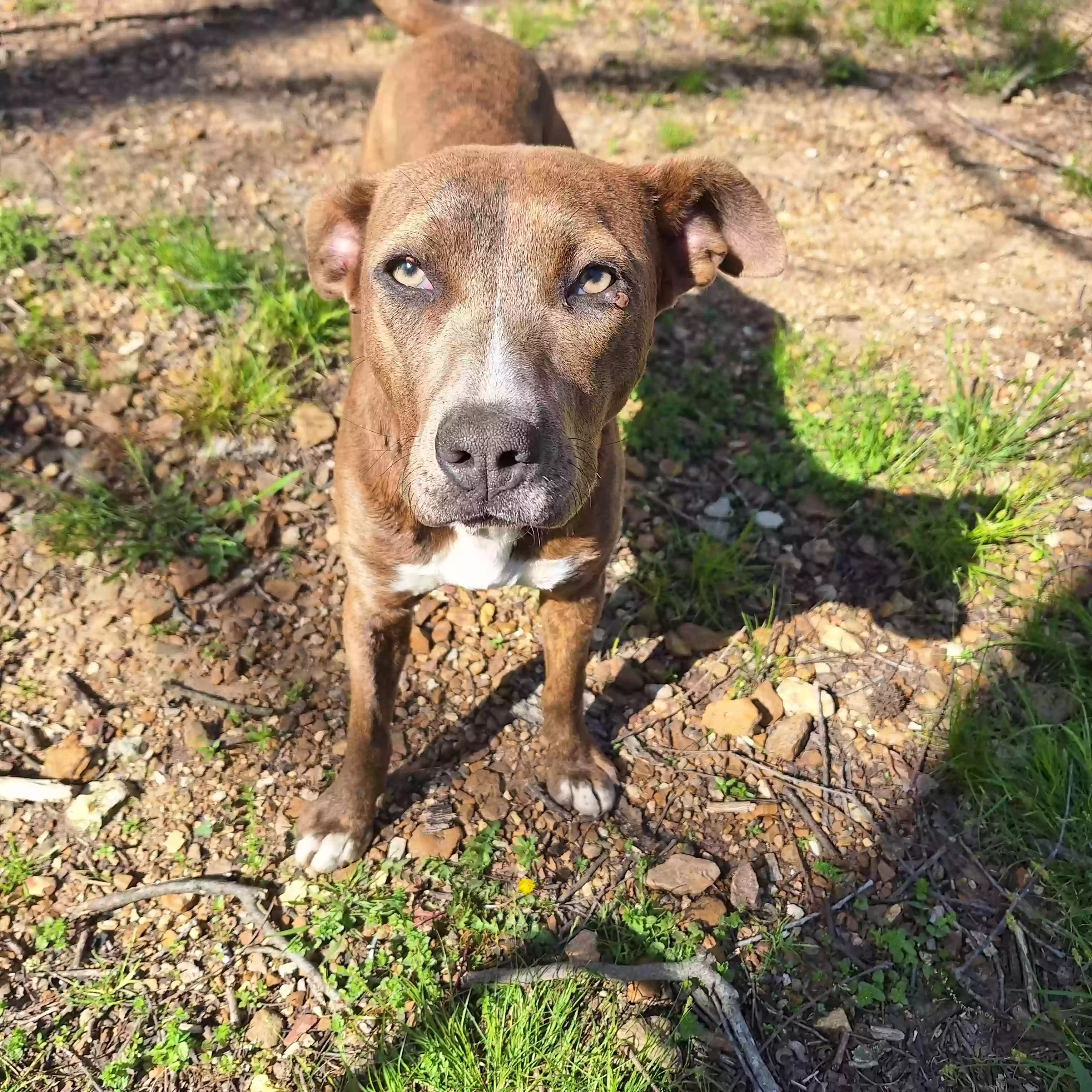 adoptable Dog in Williford,AR named no name