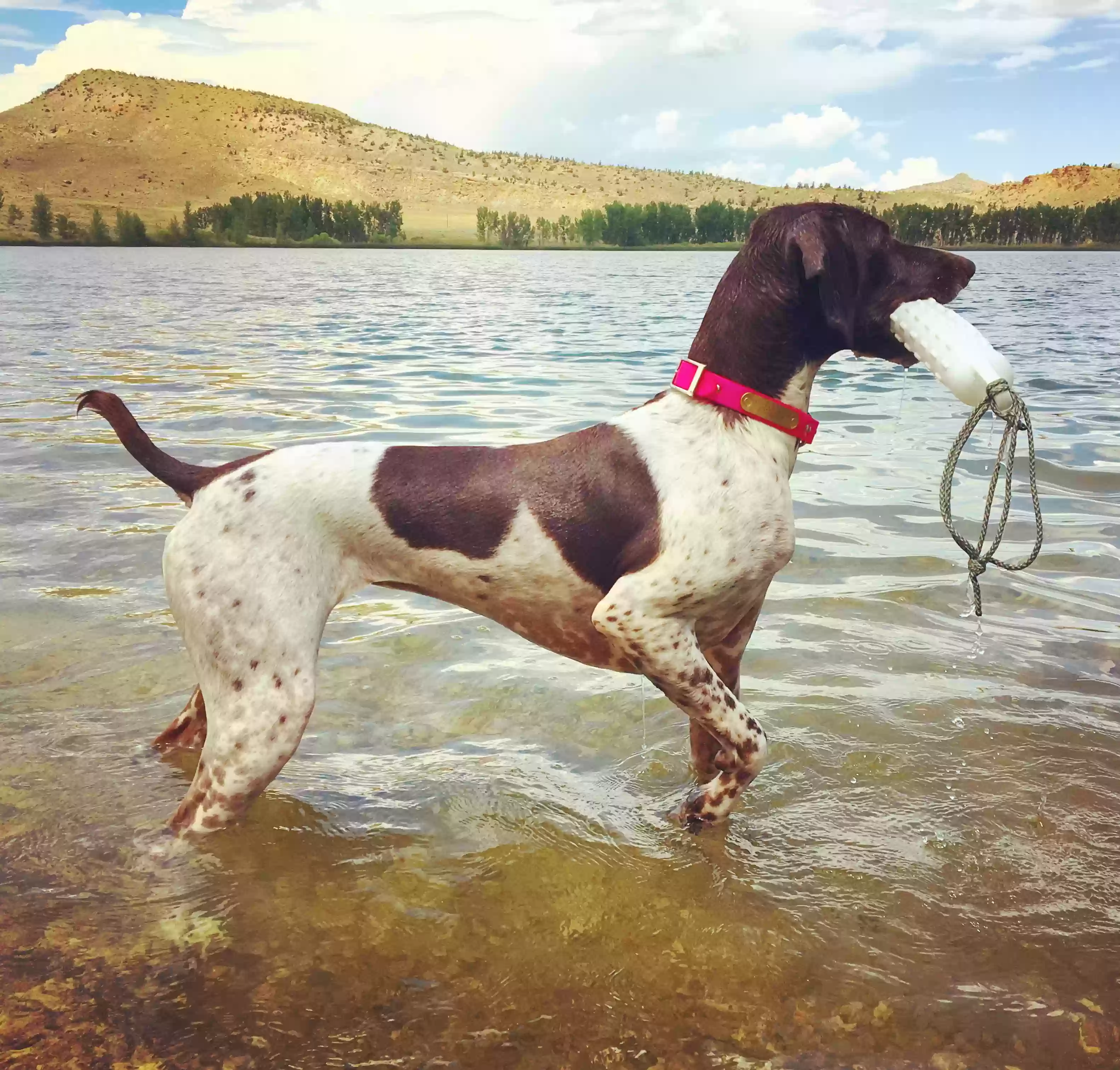 adoptable Dog in Lander,WY named Cypress