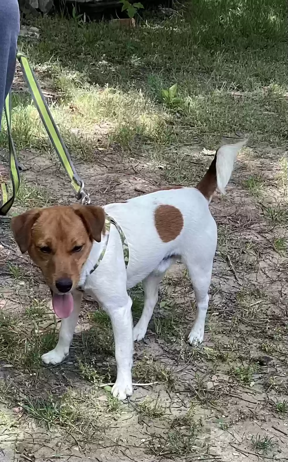 adoptable Dog in Sherman,TX named JACK
