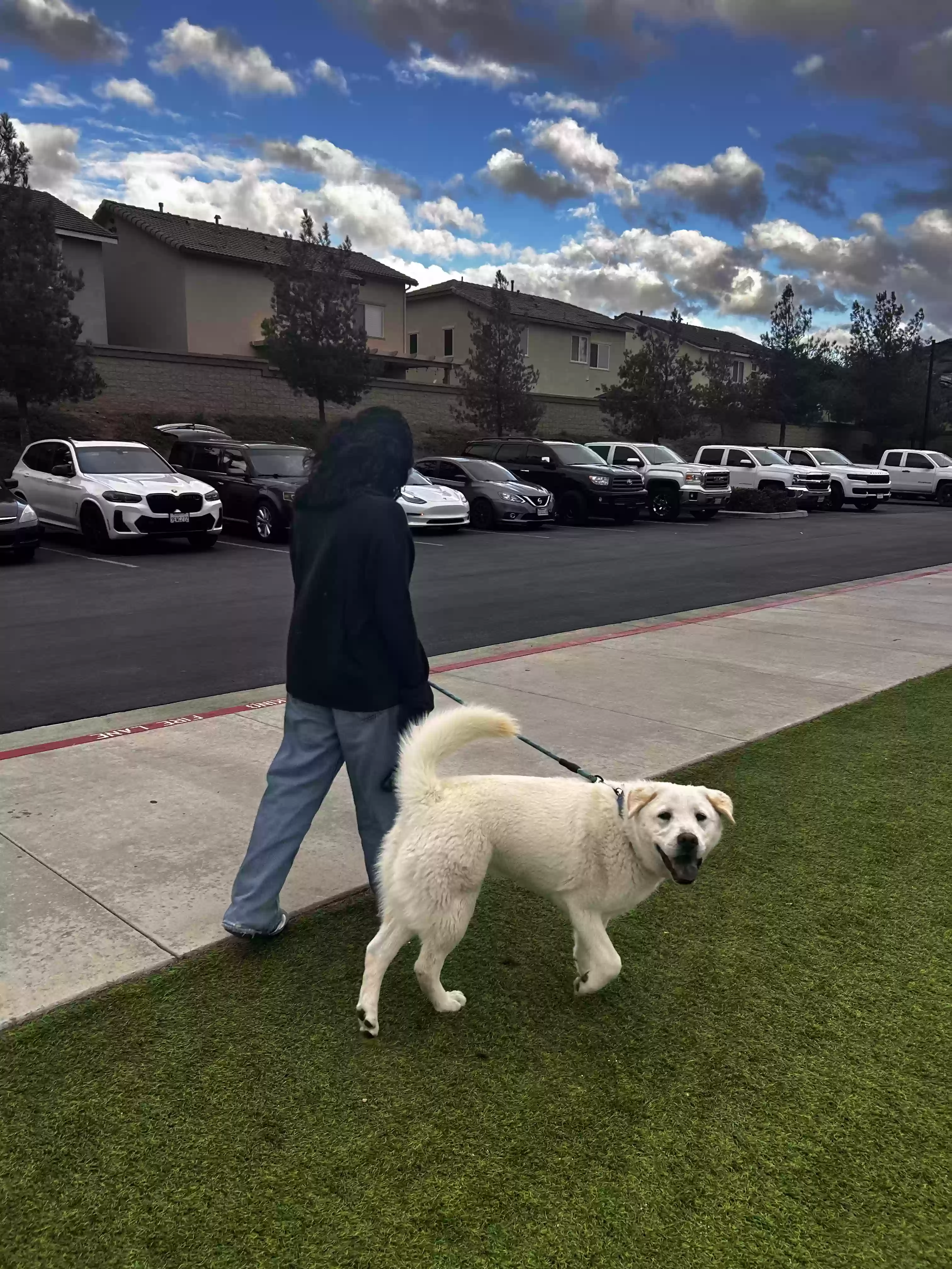 adoptable Dog in Lake Elsinore,CA named Zeus