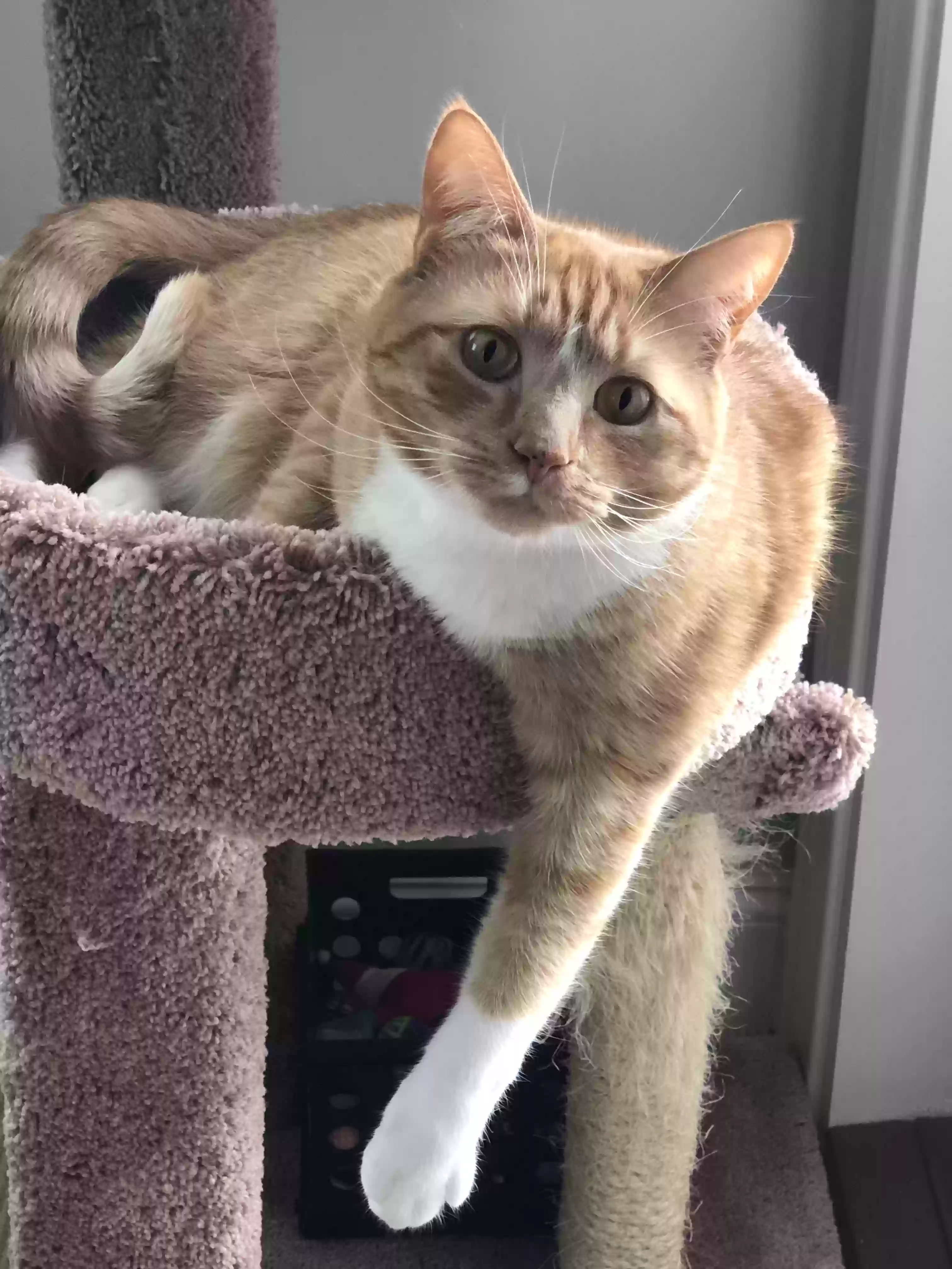 adoptable Cat in Cromwell,CT named Bubba