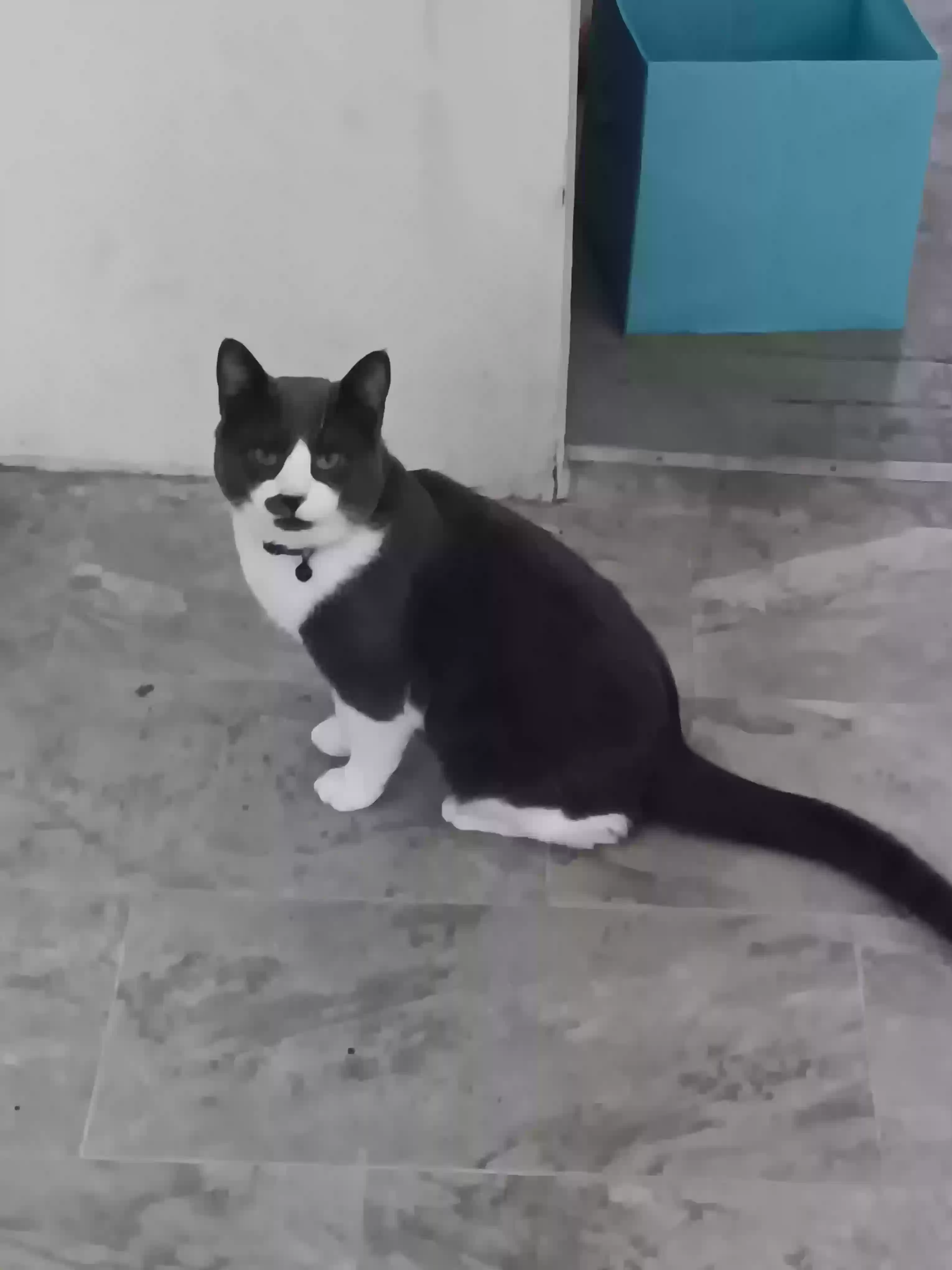 adoptable Cat in Ithaca,NY named Shadow Junior