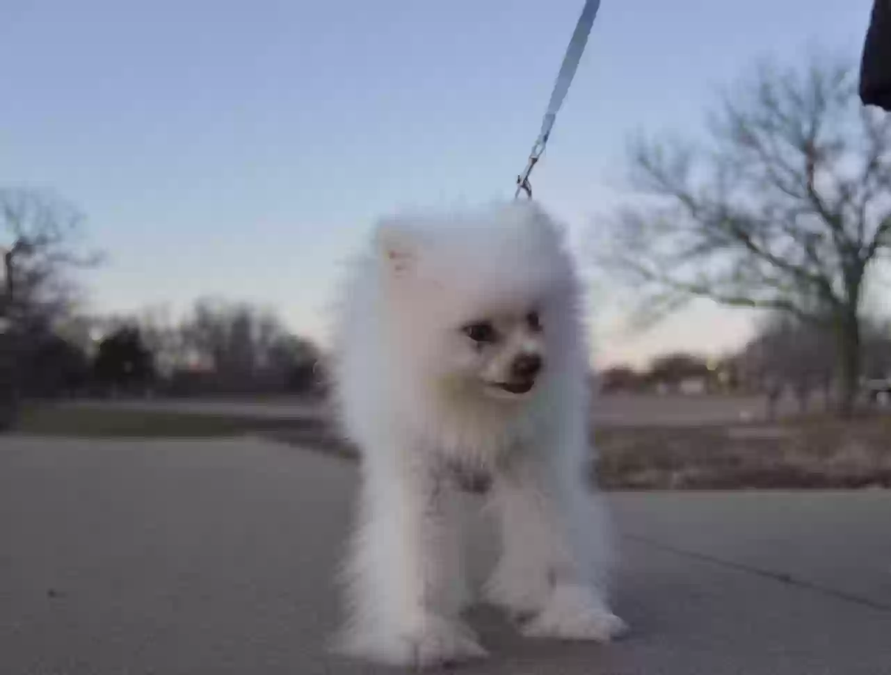 adoptable Dog in Topeka,KS named tuanzi