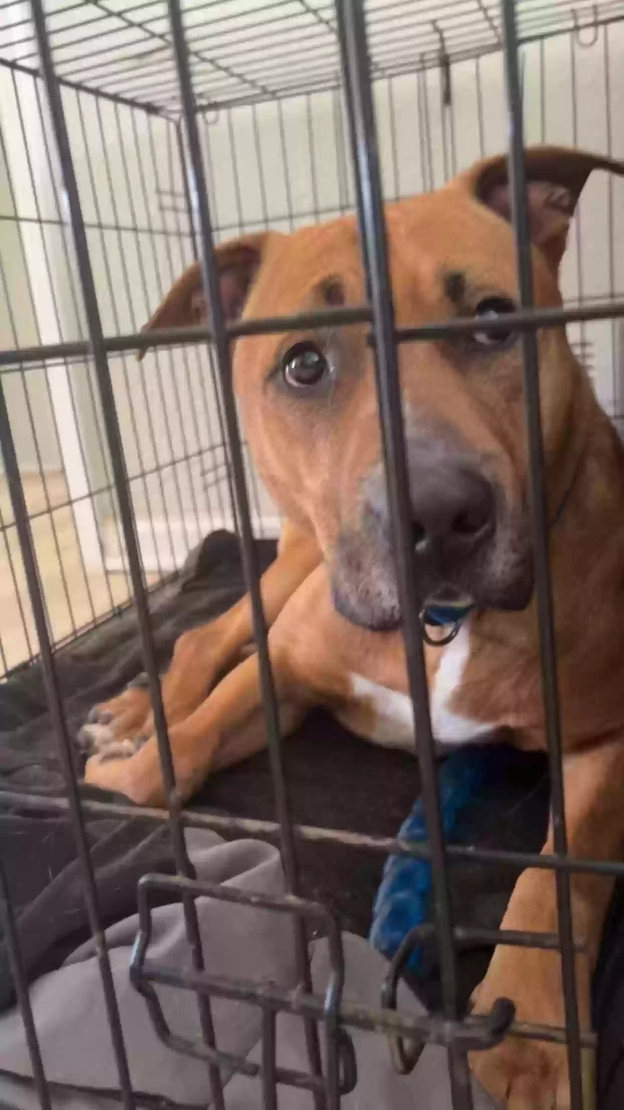 adoptable Dog in Kansas City,KS named Leroy brown