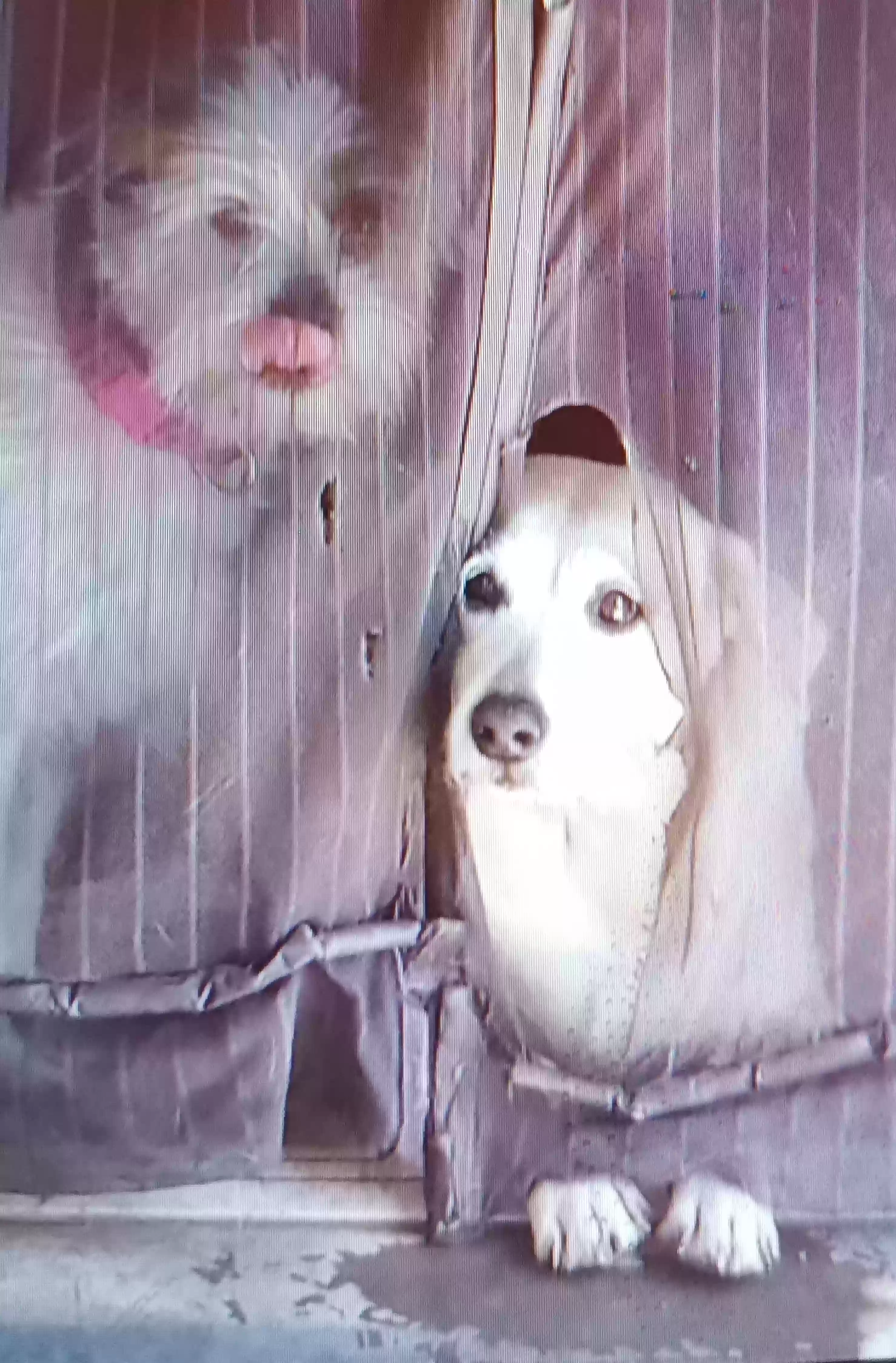 adoptable Dog in Mesa,AZ named Bologna mom dog and her daughter is called Chewy