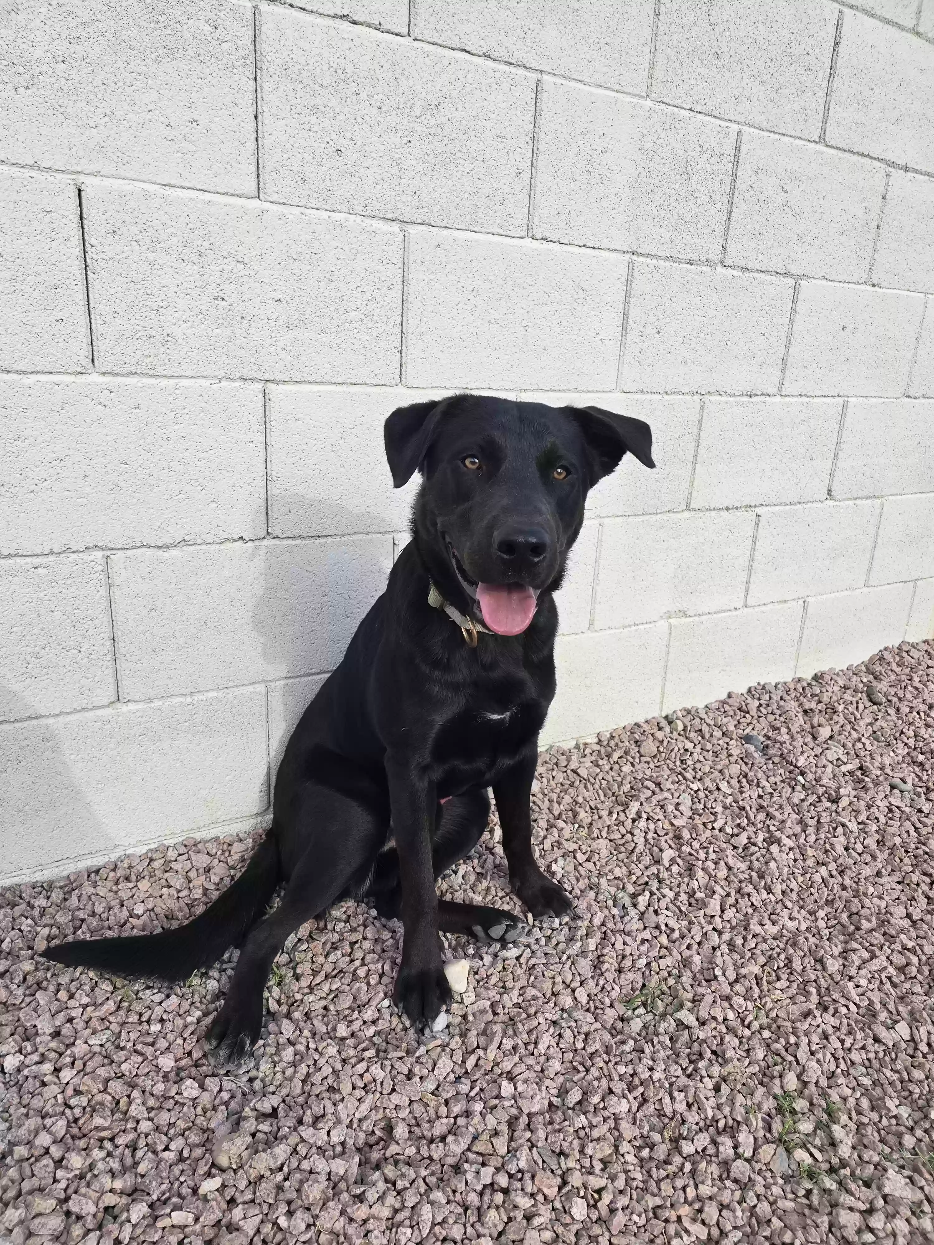 adoptable Dog in Florence,AZ named Rife