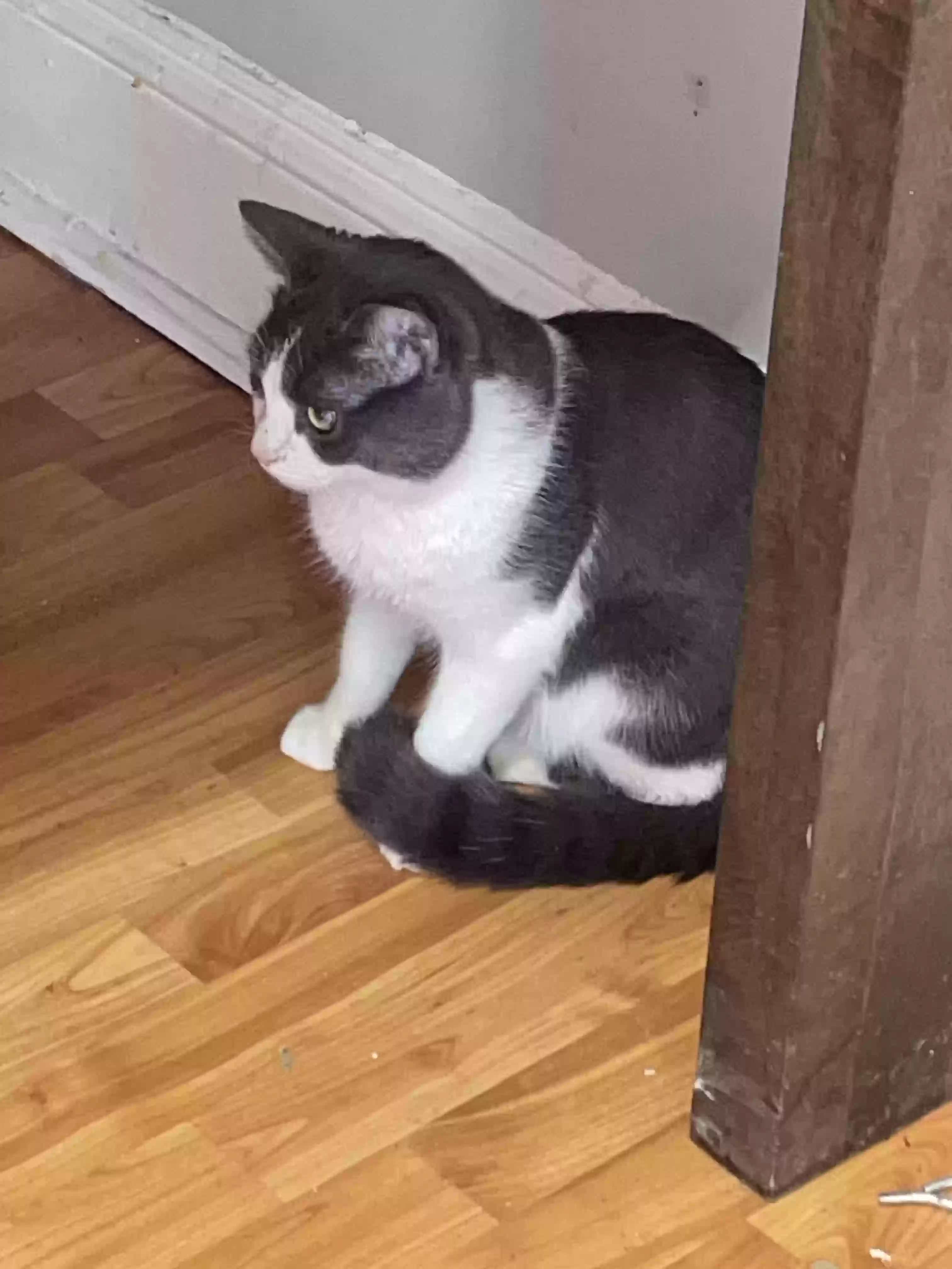 adoptable Cat in Washington,DC named Grayson