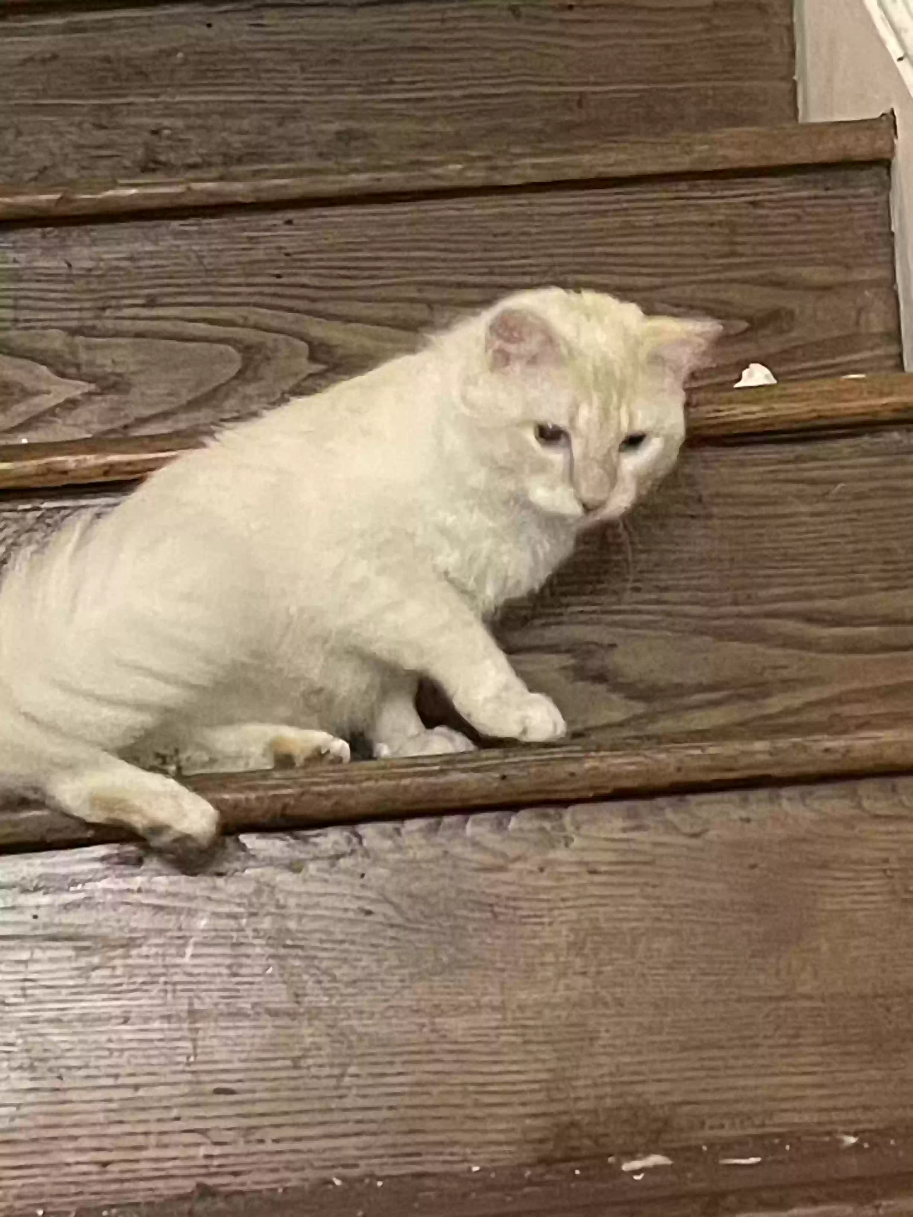 adoptable Cat in Washington,DC named Casper
