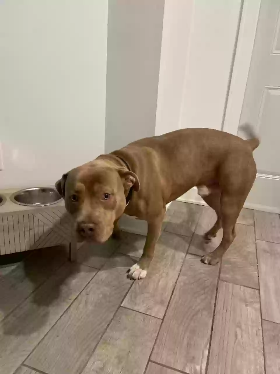 adoptable Dog in Chicago,IL named OCHO CINCO