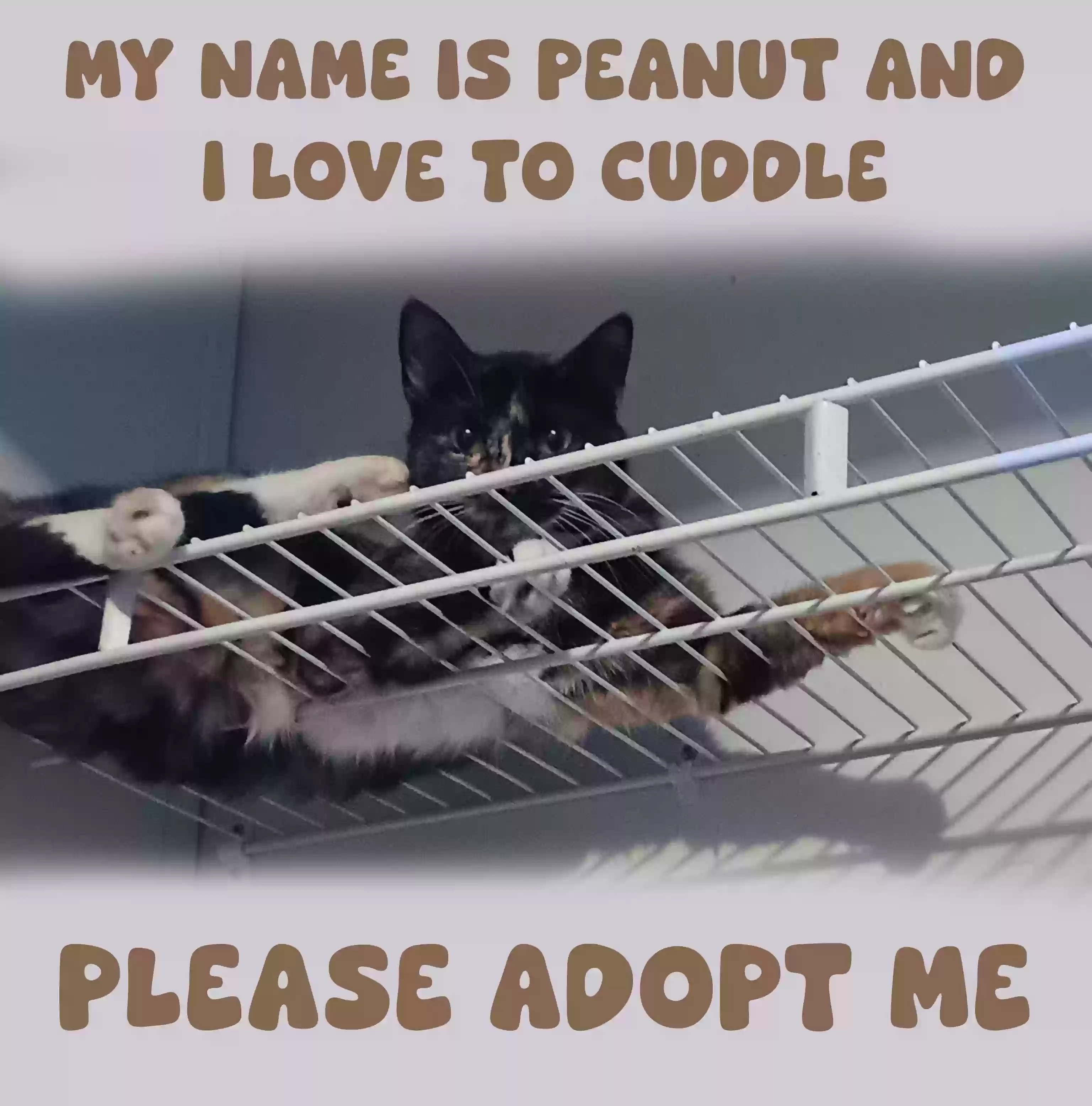 adoptable Cat in Wingate,NC named Peanut