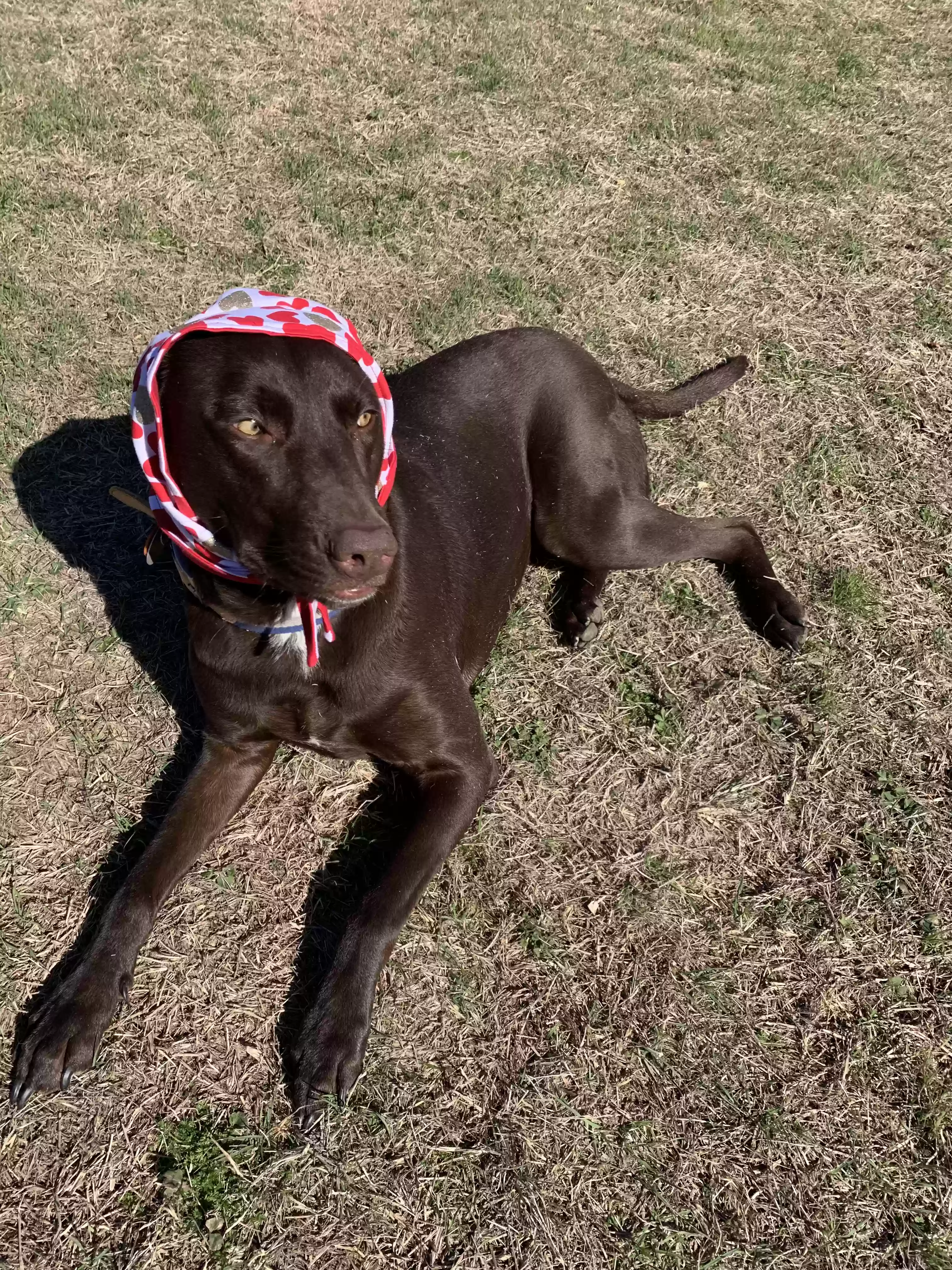adoptable Dog in Longview,TX named