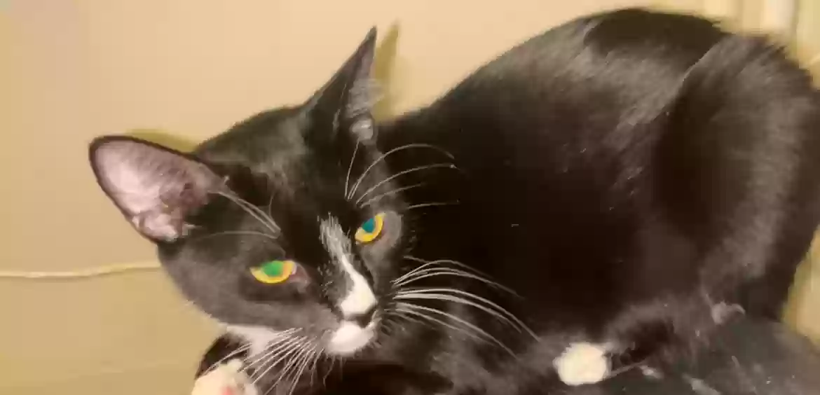 adoptable Cat in Grovetown,GA named
