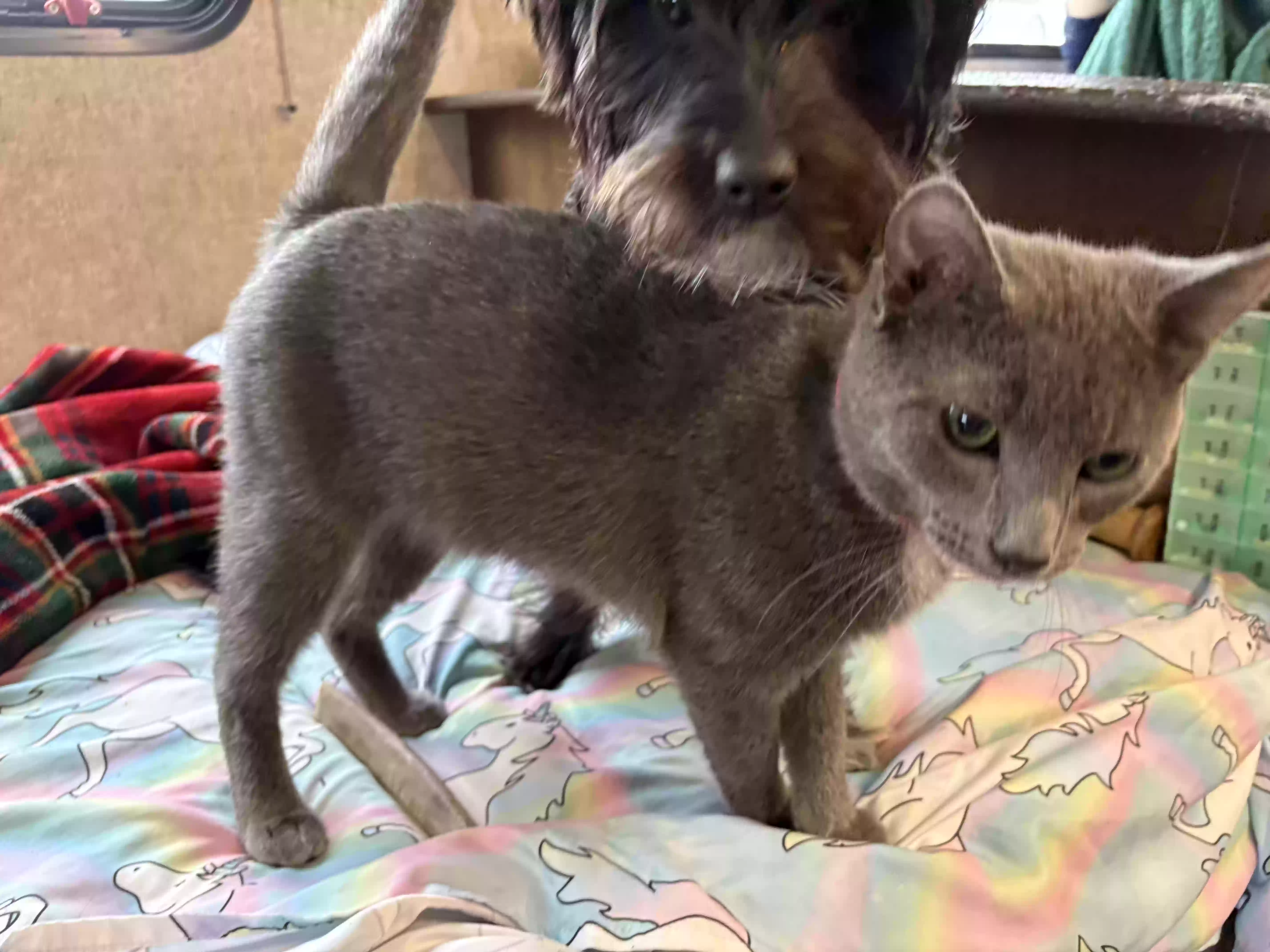 adoptable Cat in Knoxville,IA named