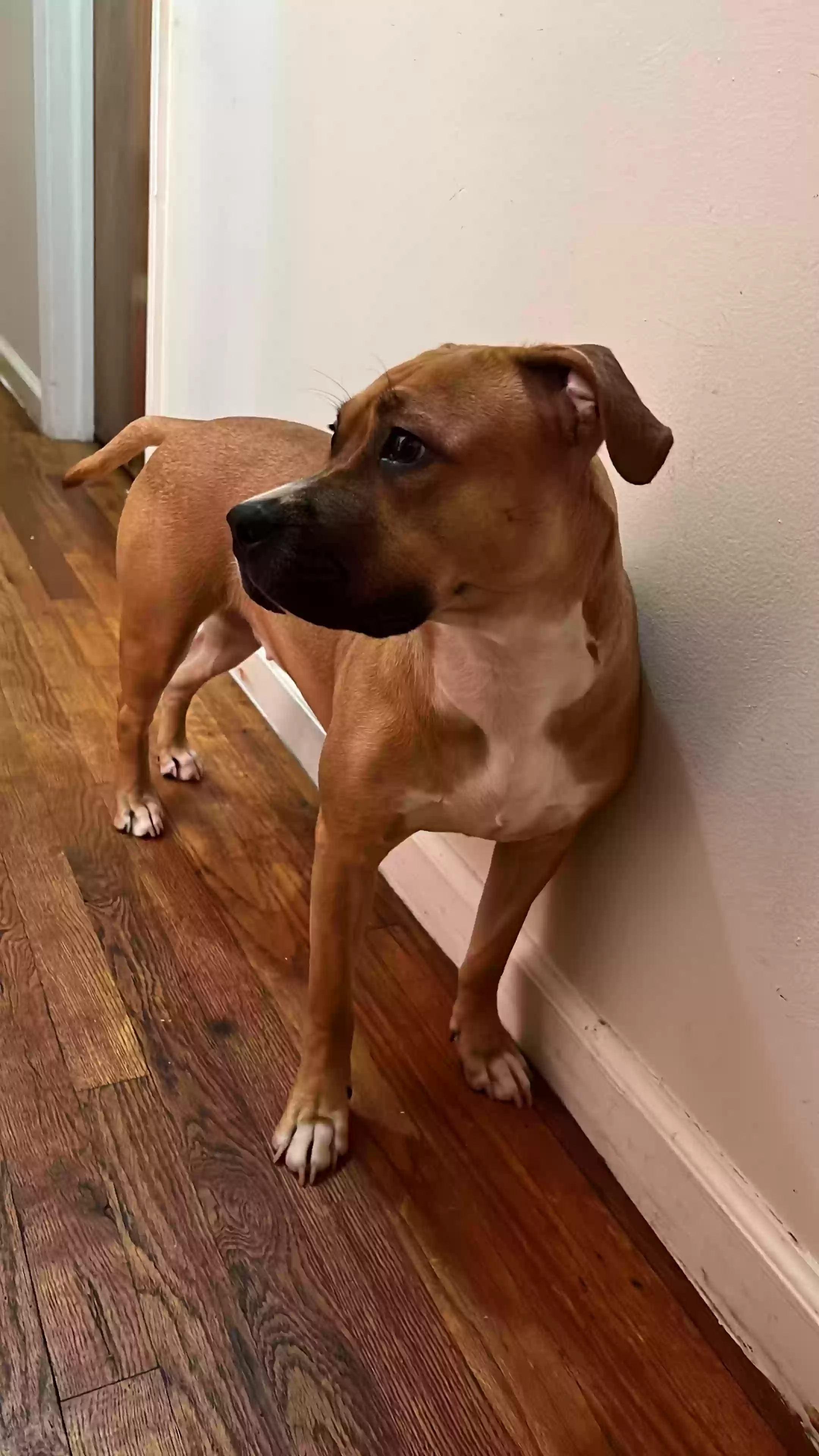 adoptable Dog in Ozone Park,NY named Etre