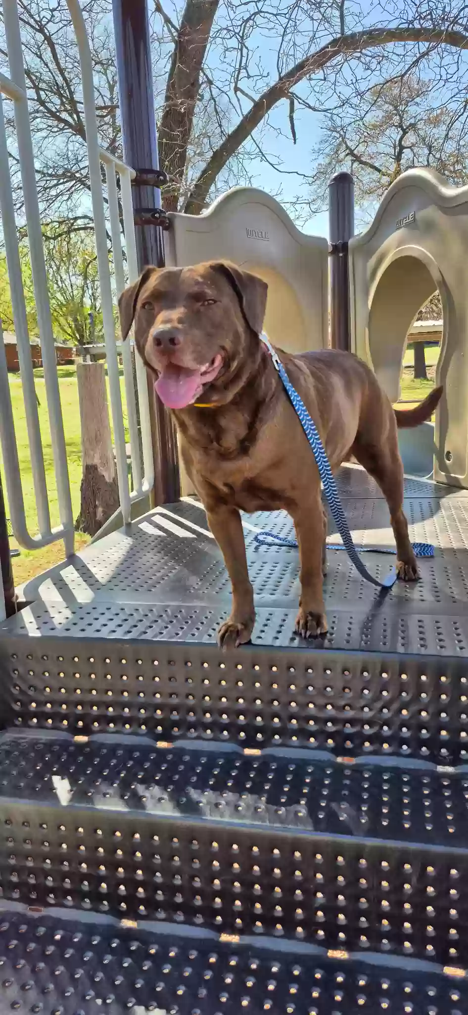 adoptable Dog in Norman,OK named Moe