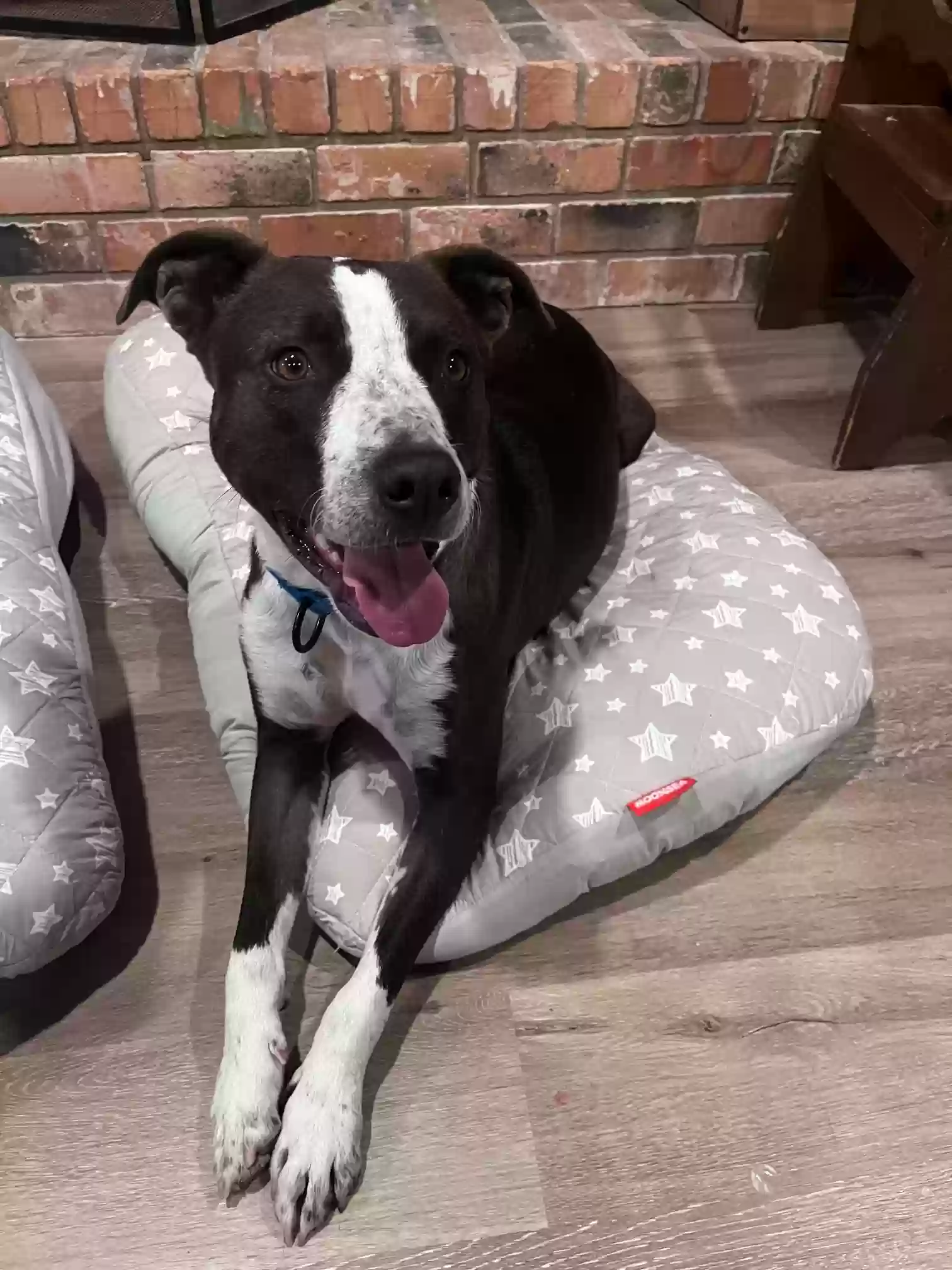adoptable Dog in Waco,TX named Pepper
