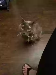 adoptable Cat in Allen,TX named Clifford