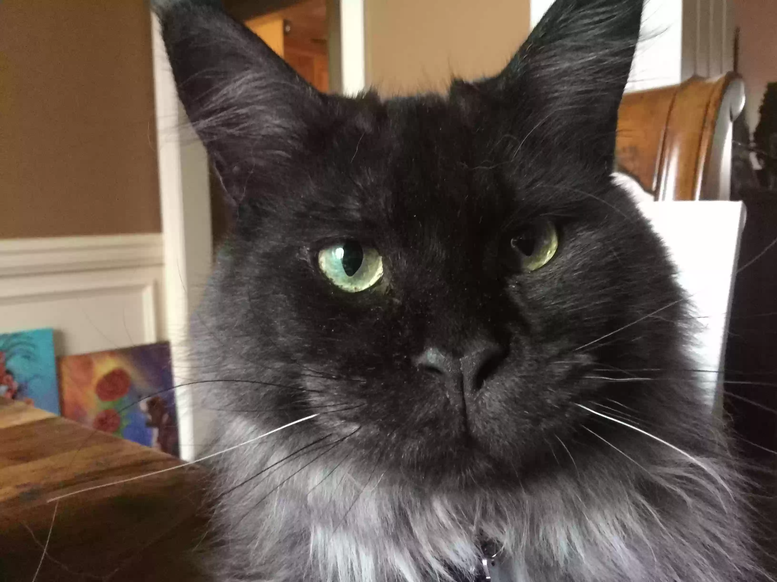 adoptable Cat in Harvest,AL named Smokey Robinson