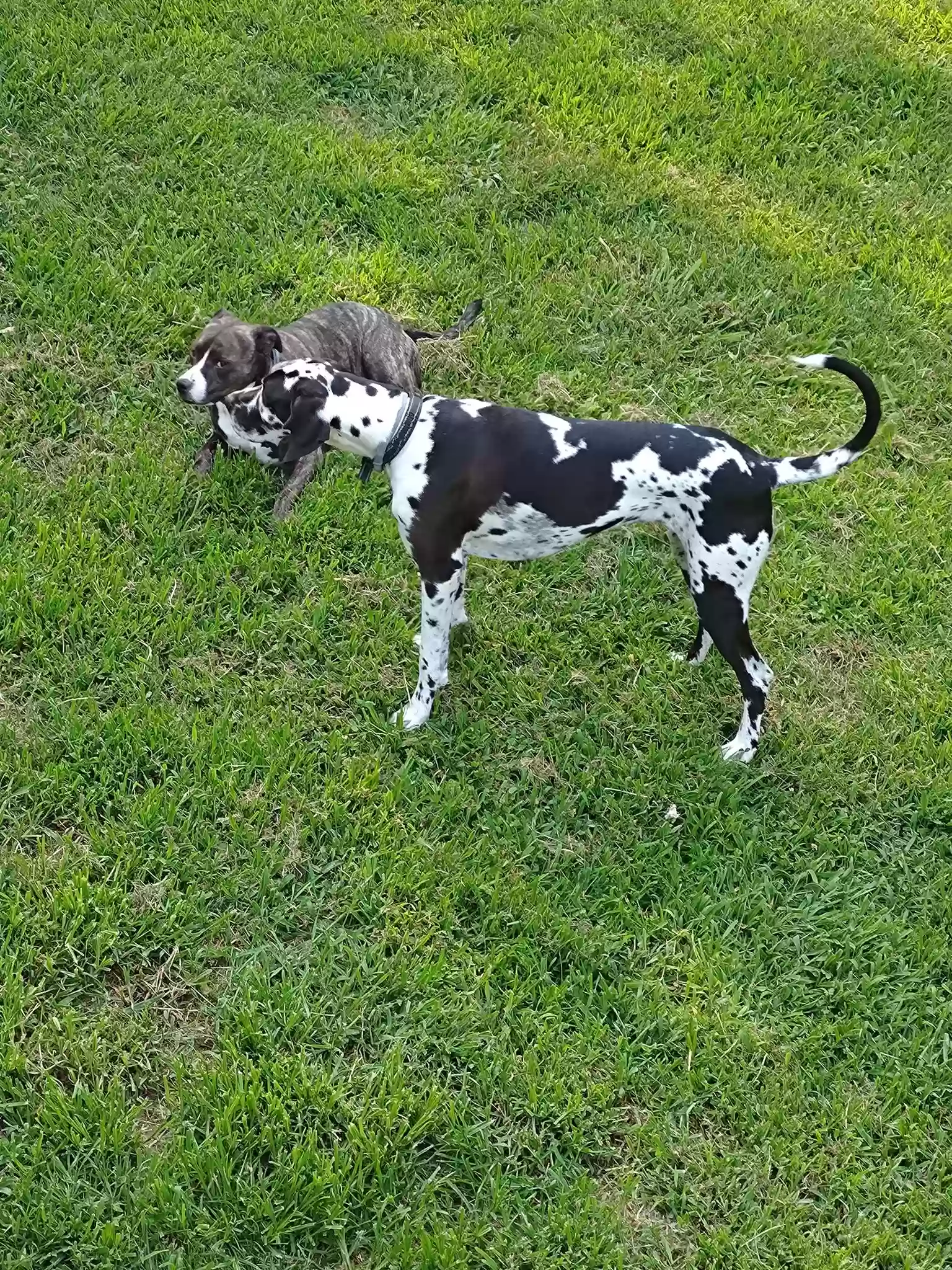 adoptable Dog in Charleston,TN named Heifer