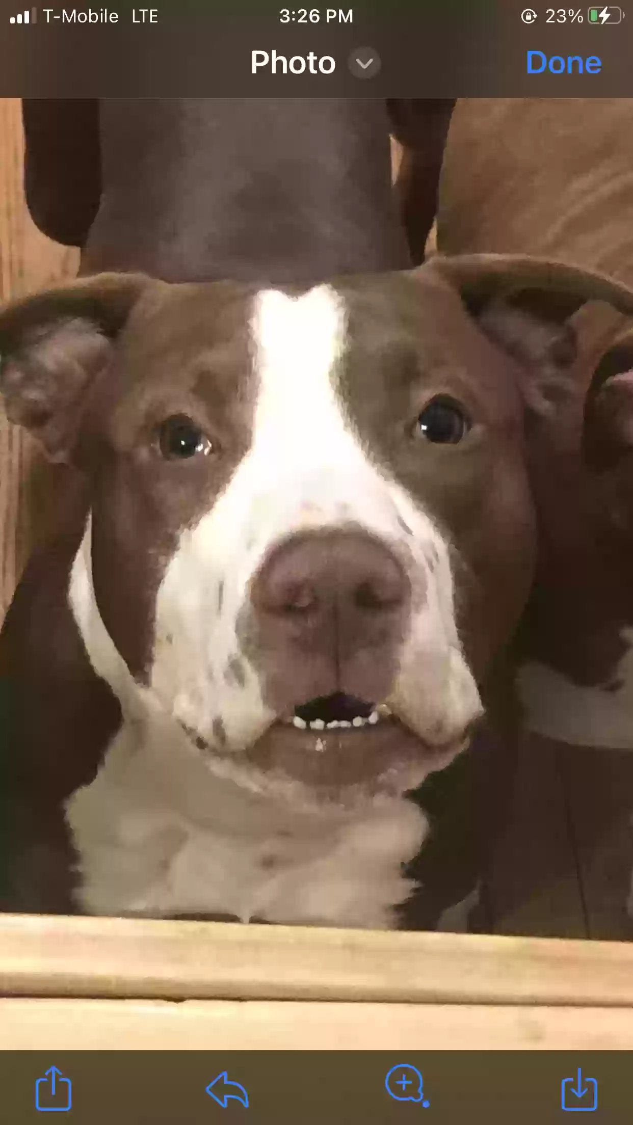 adoptable Dog in Chicago,IL named Blaze