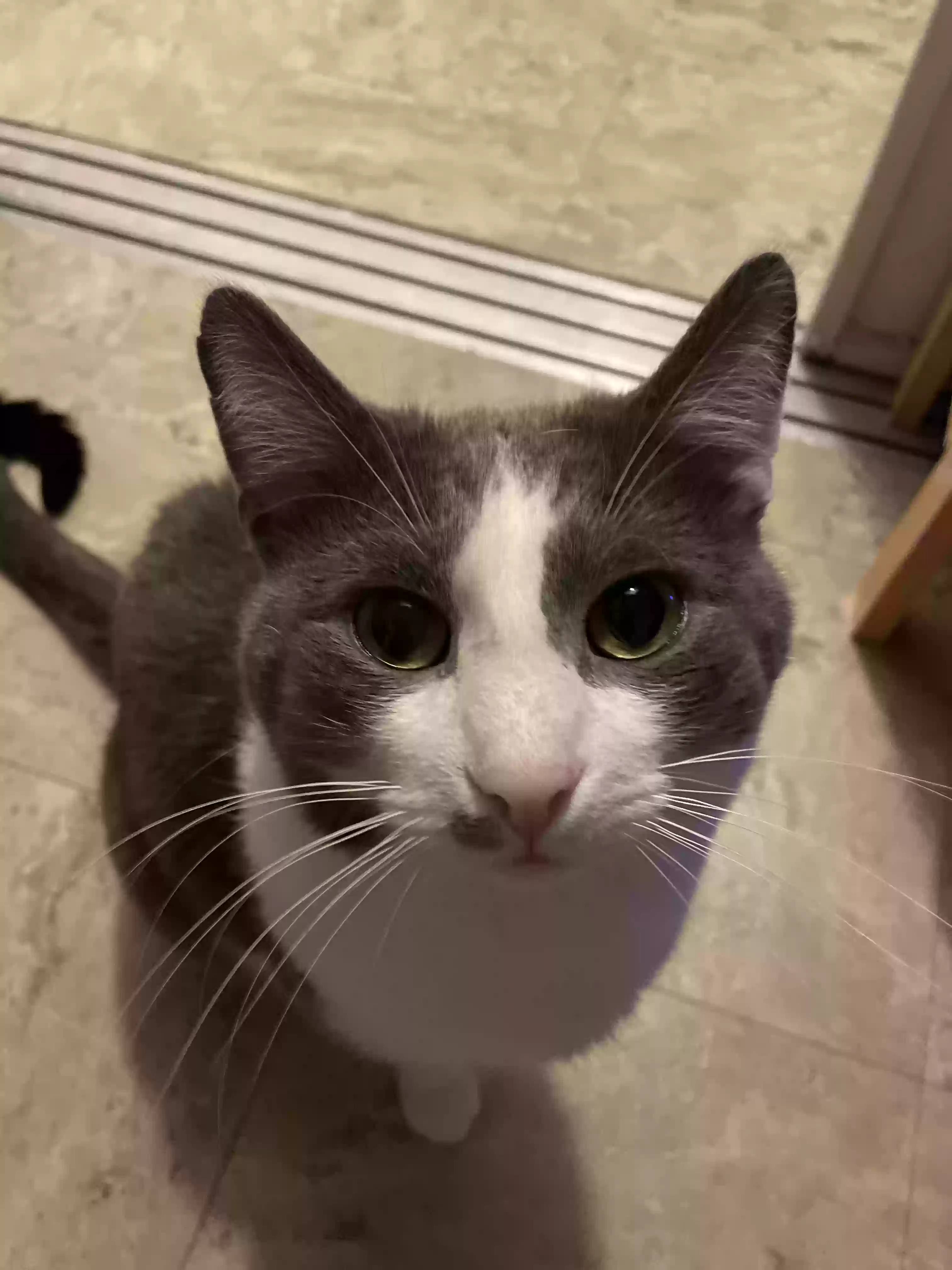 adoptable Cat in Chicago,IL named Silas