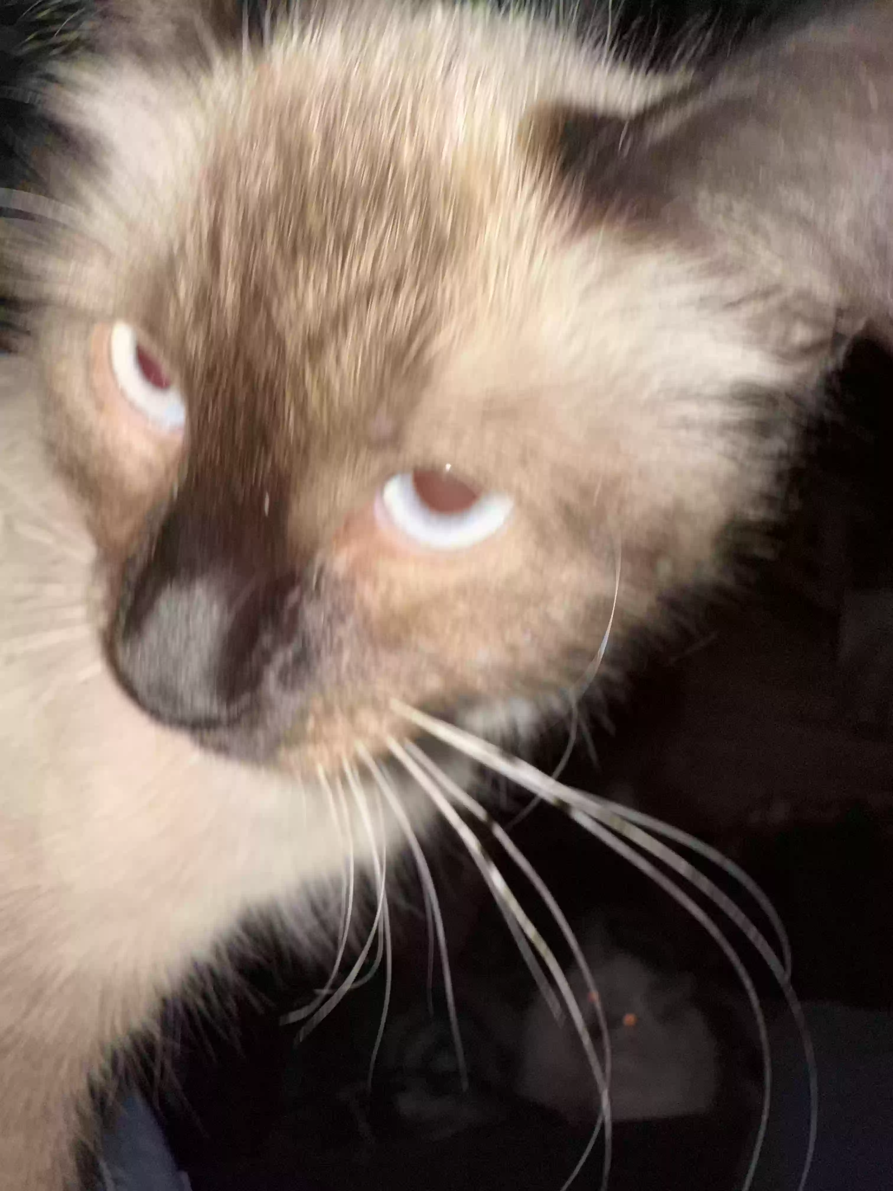 adoptable Cat in Las Vegas,NV named Squirrel