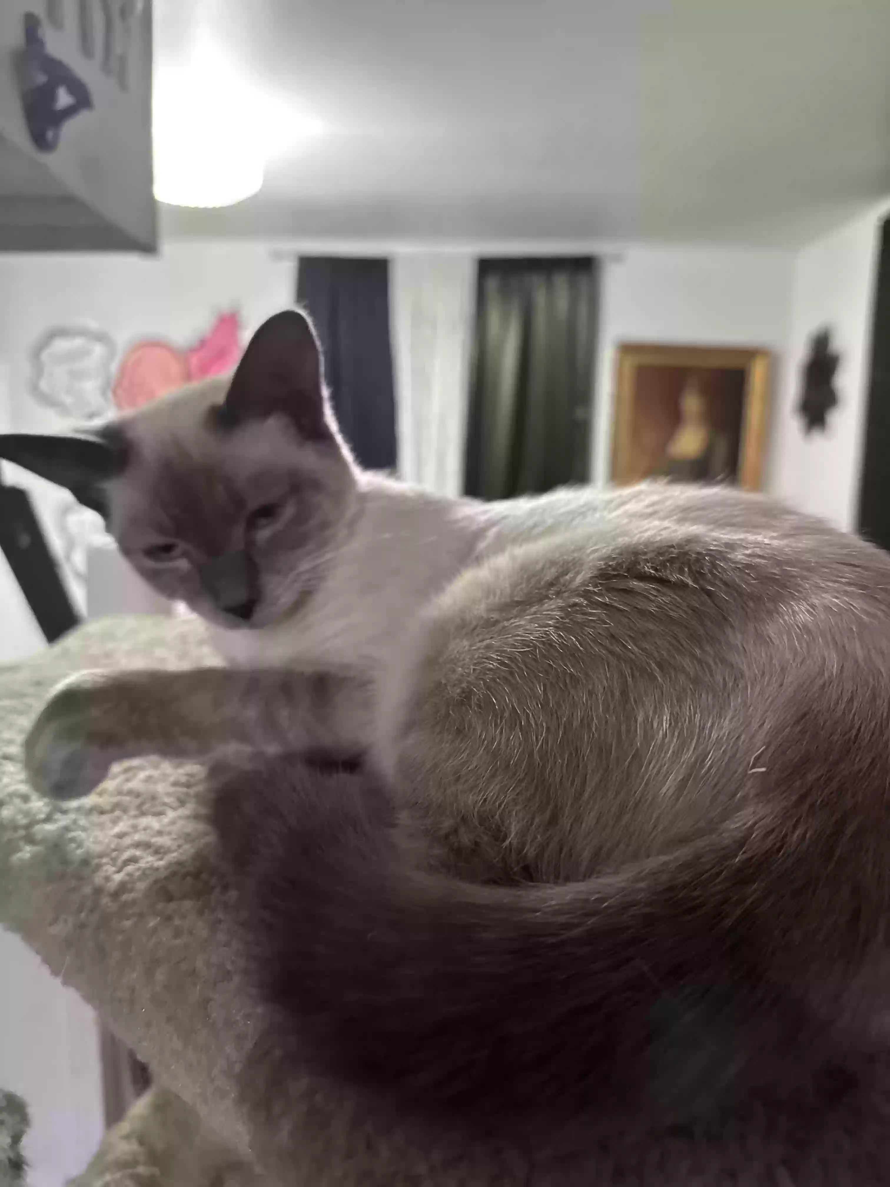 adoptable Cat in Las Vegas,NV named Shira