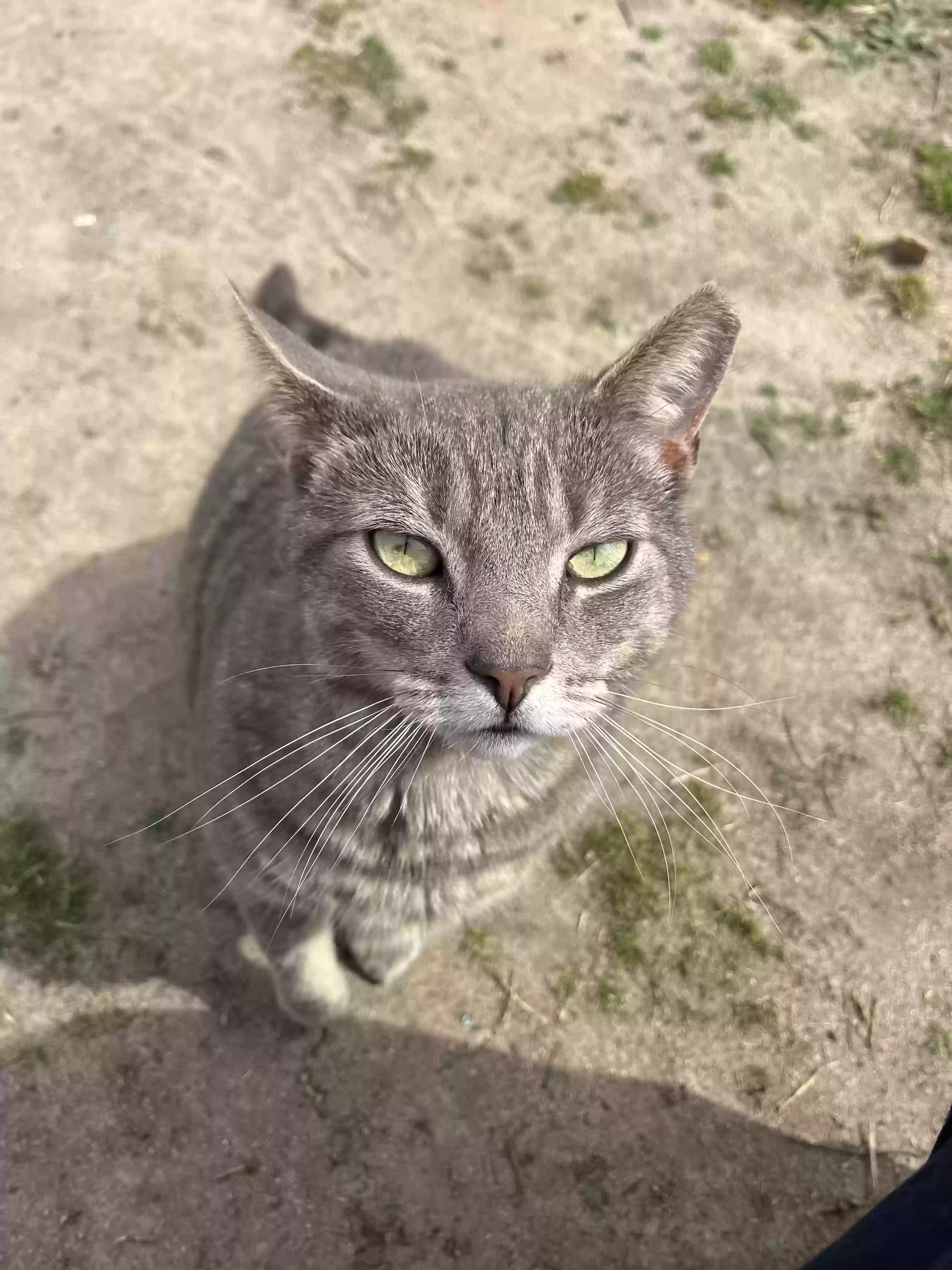 adoptable Cat in Bridgeton,NJ named Junior