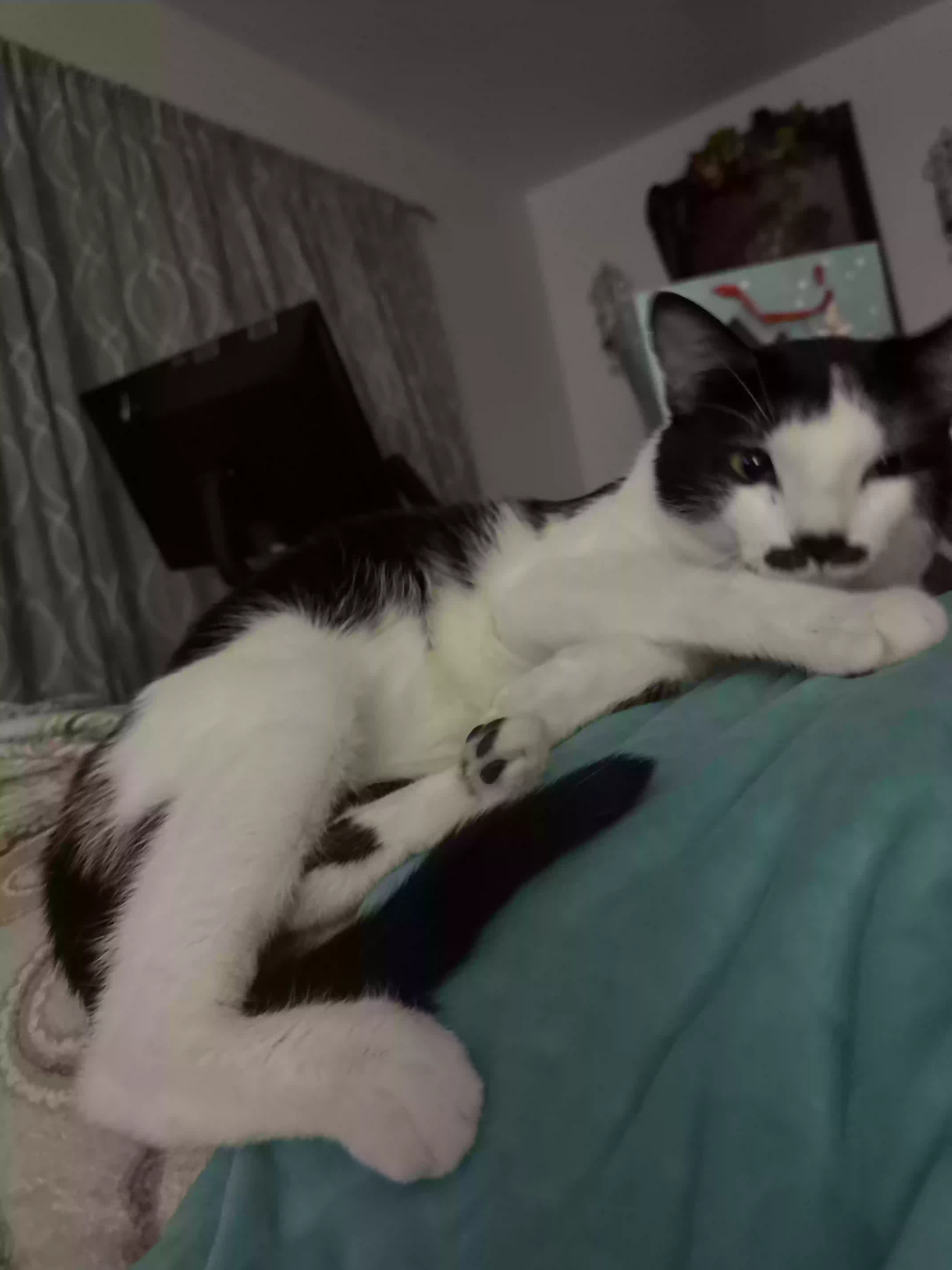 adoptable Cat in Chicago,IL named Mr Bigotes