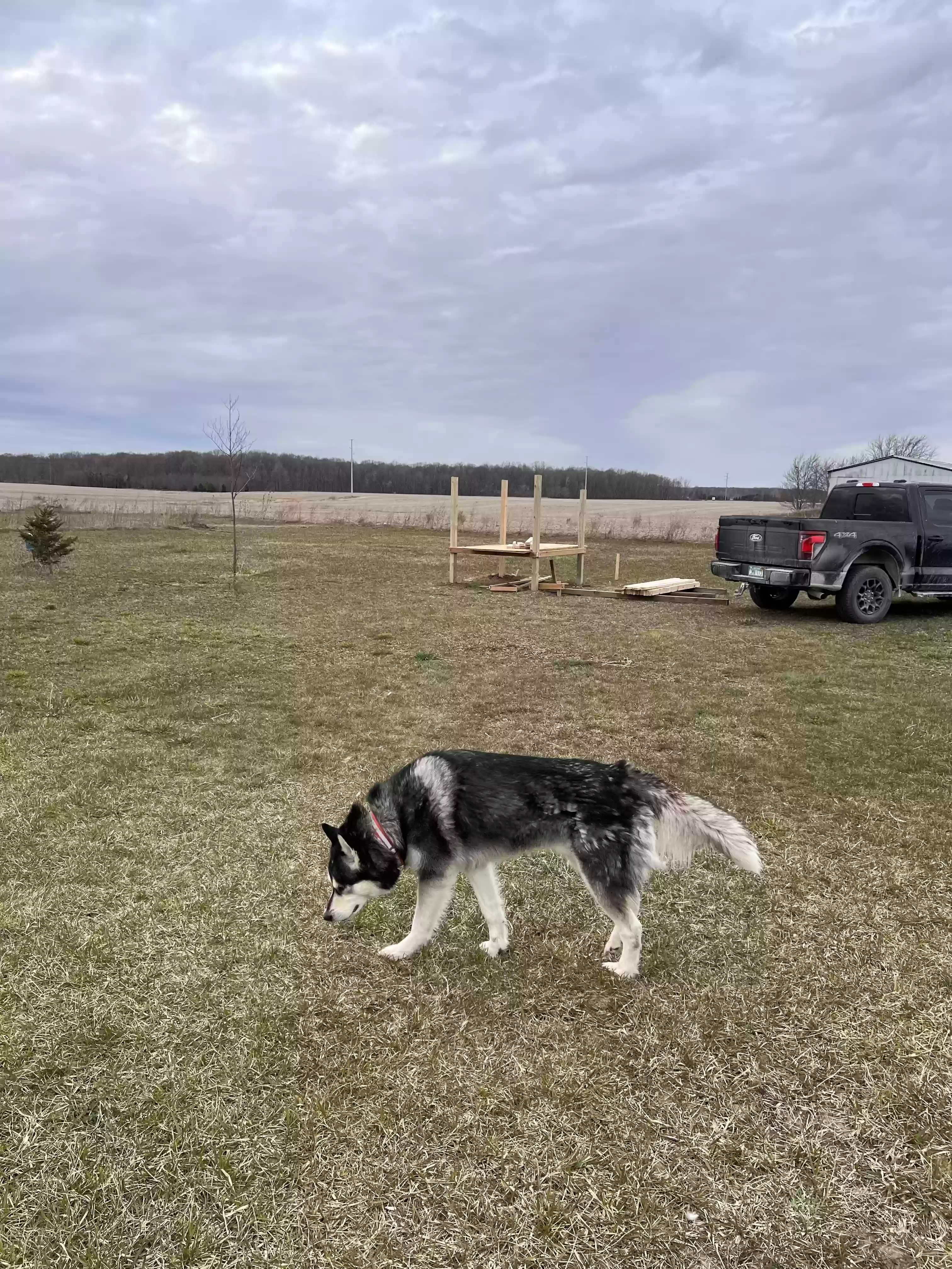 adoptable Dog in Jeddo,MI named Koa
