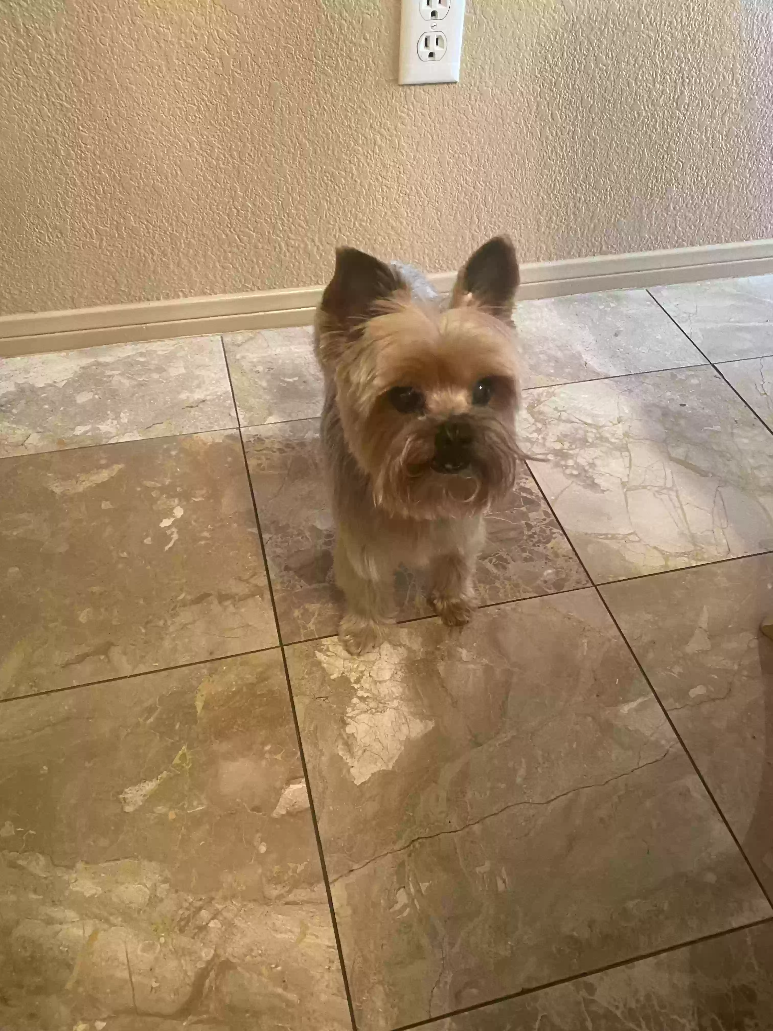 adoptable Dog in Las Vegas,NV named Bentley