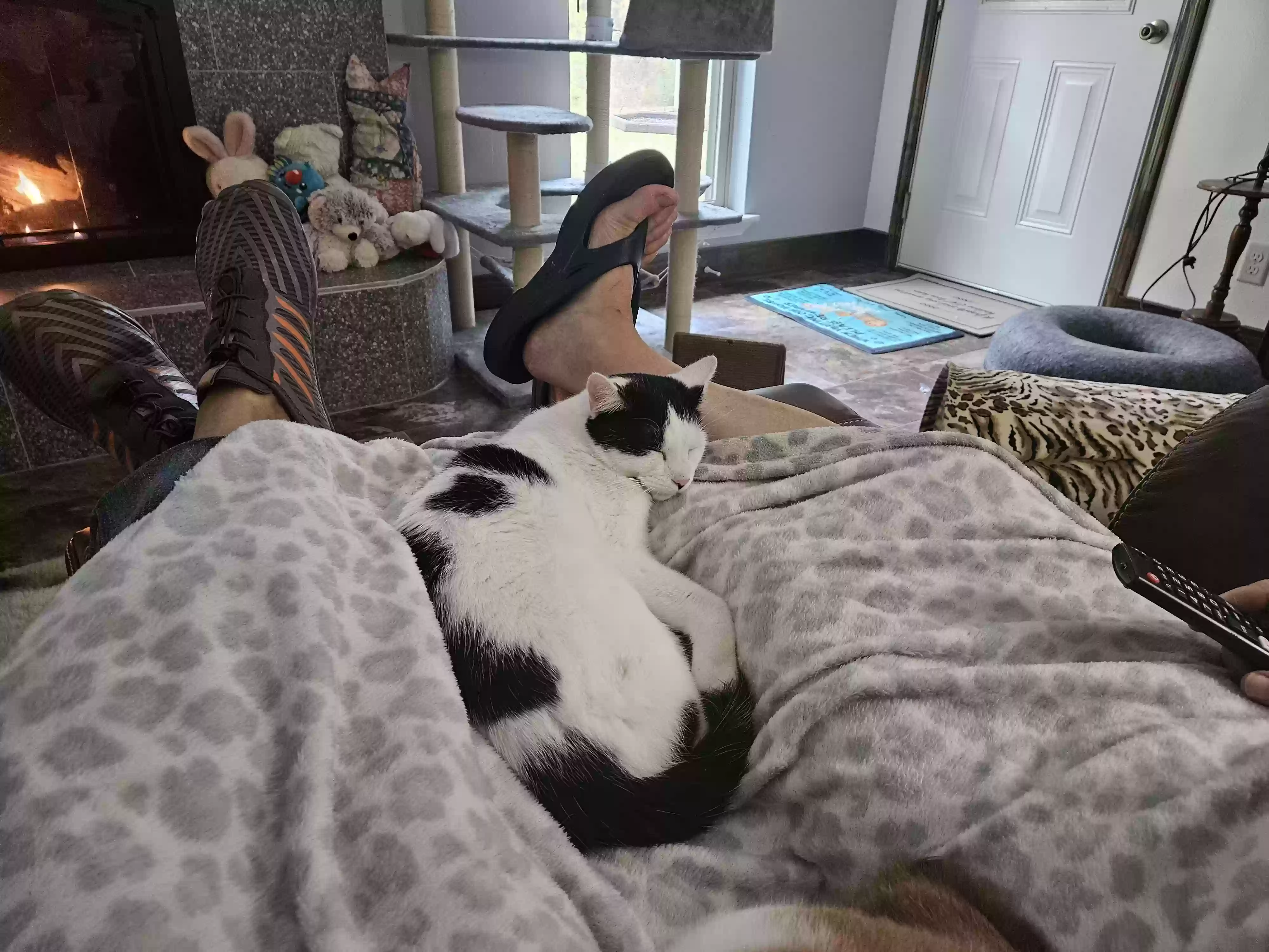 adoptable Cat in Conway,AR named Max