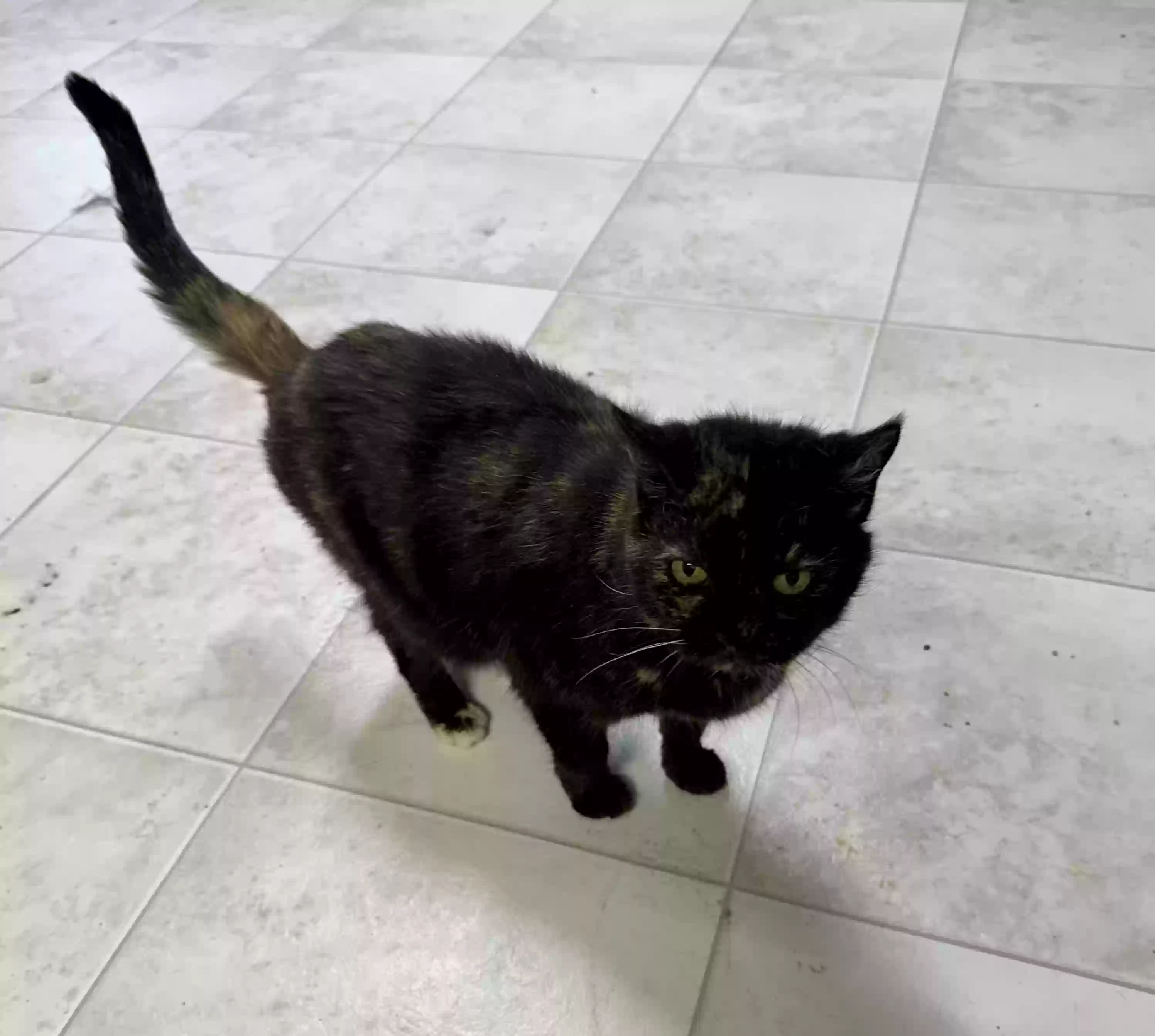 adoptable Cat in Carmel,IN named Gigi