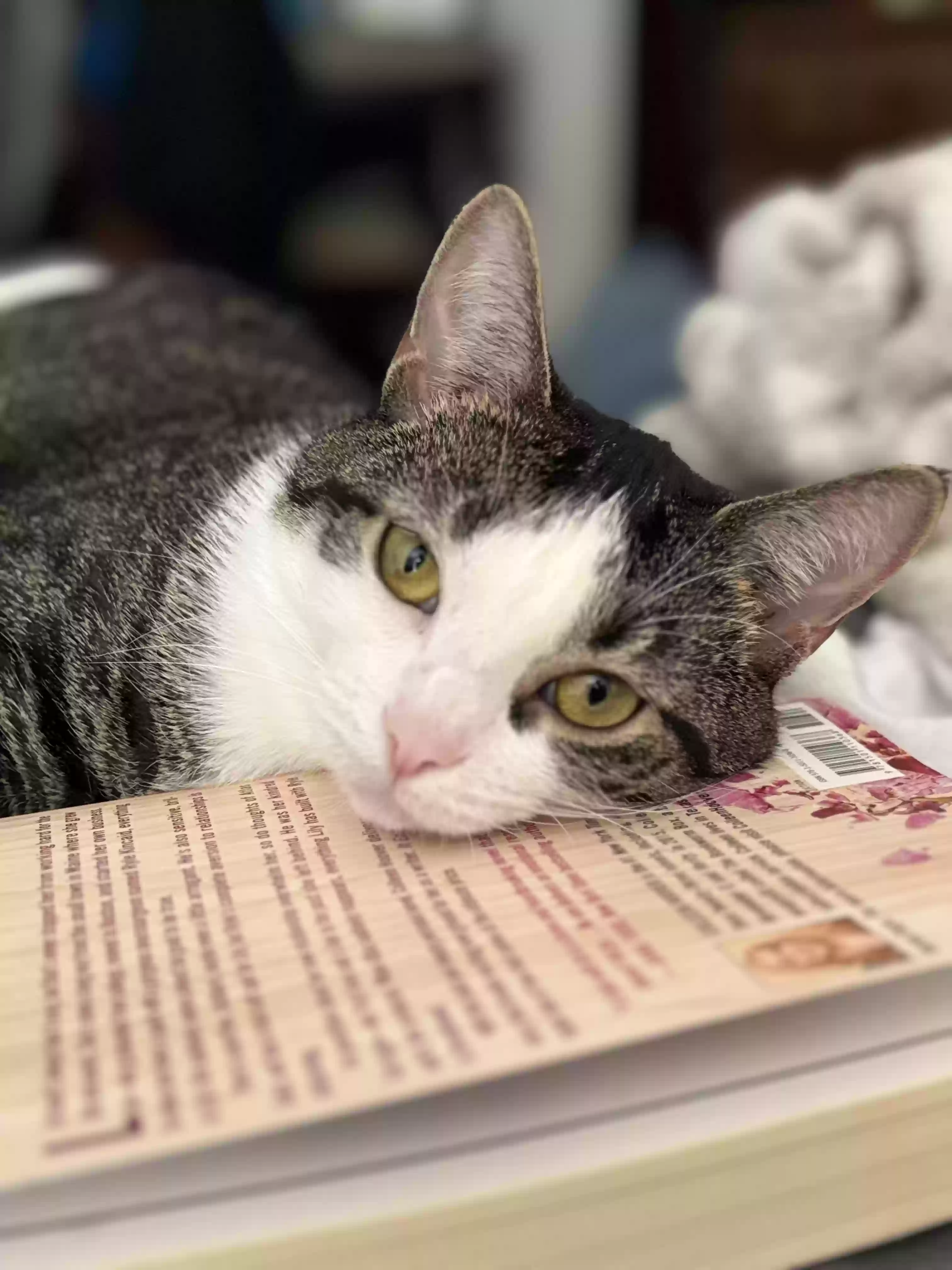 adoptable Cat in West Chicago,IL named Nala