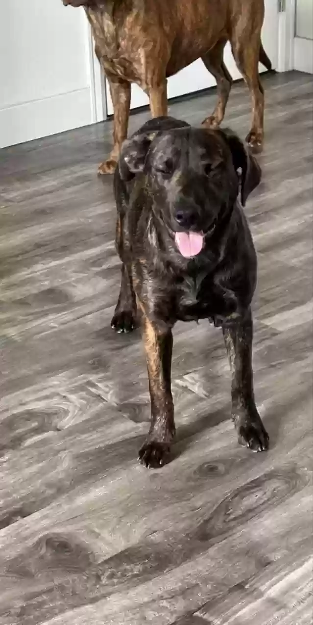 adoptable Dog in Phelan,CA named Maisy