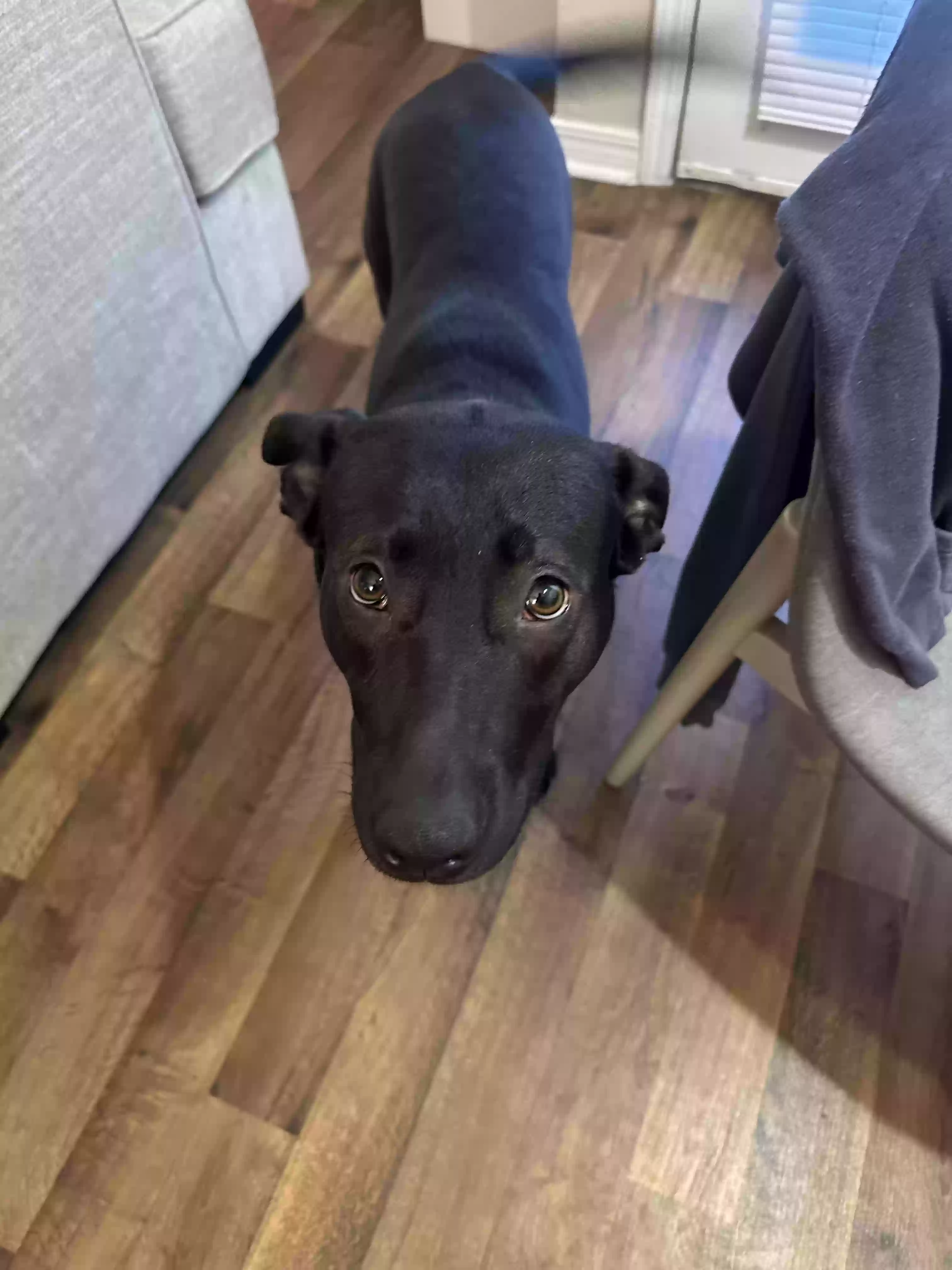 adoptable Dog in Tulsa,OK named Joy
