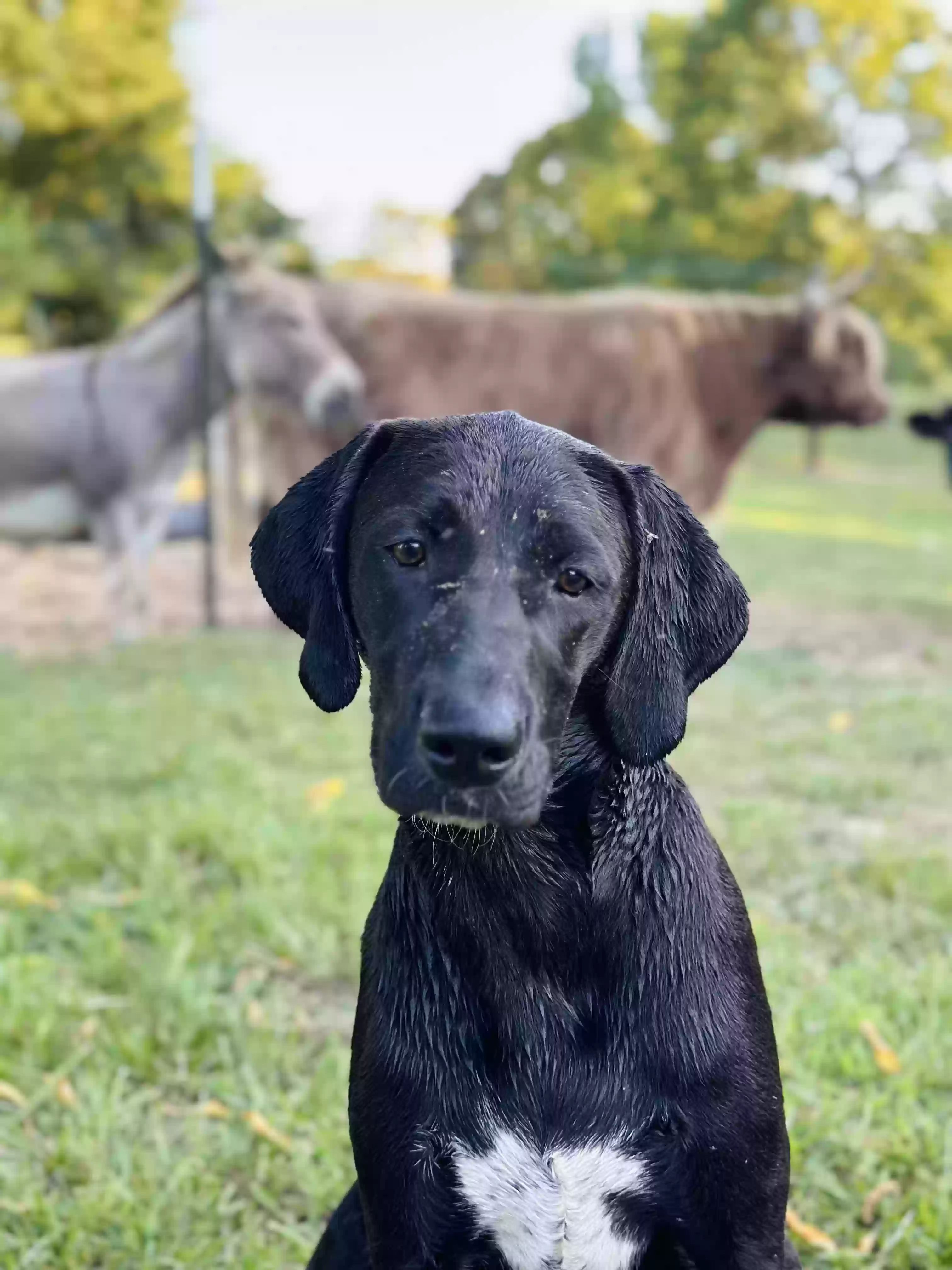 adoptable Dog in Lawley,AL named BlueBelle