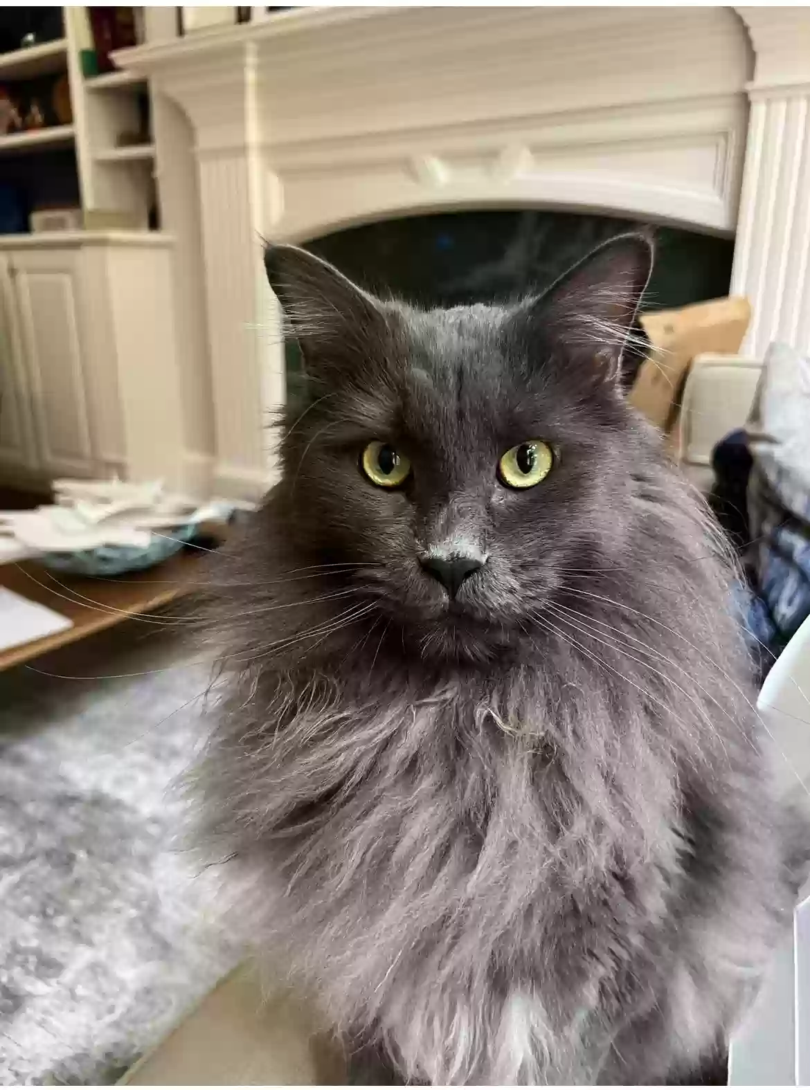 adoptable Cat in Alpharetta,GA named Federico